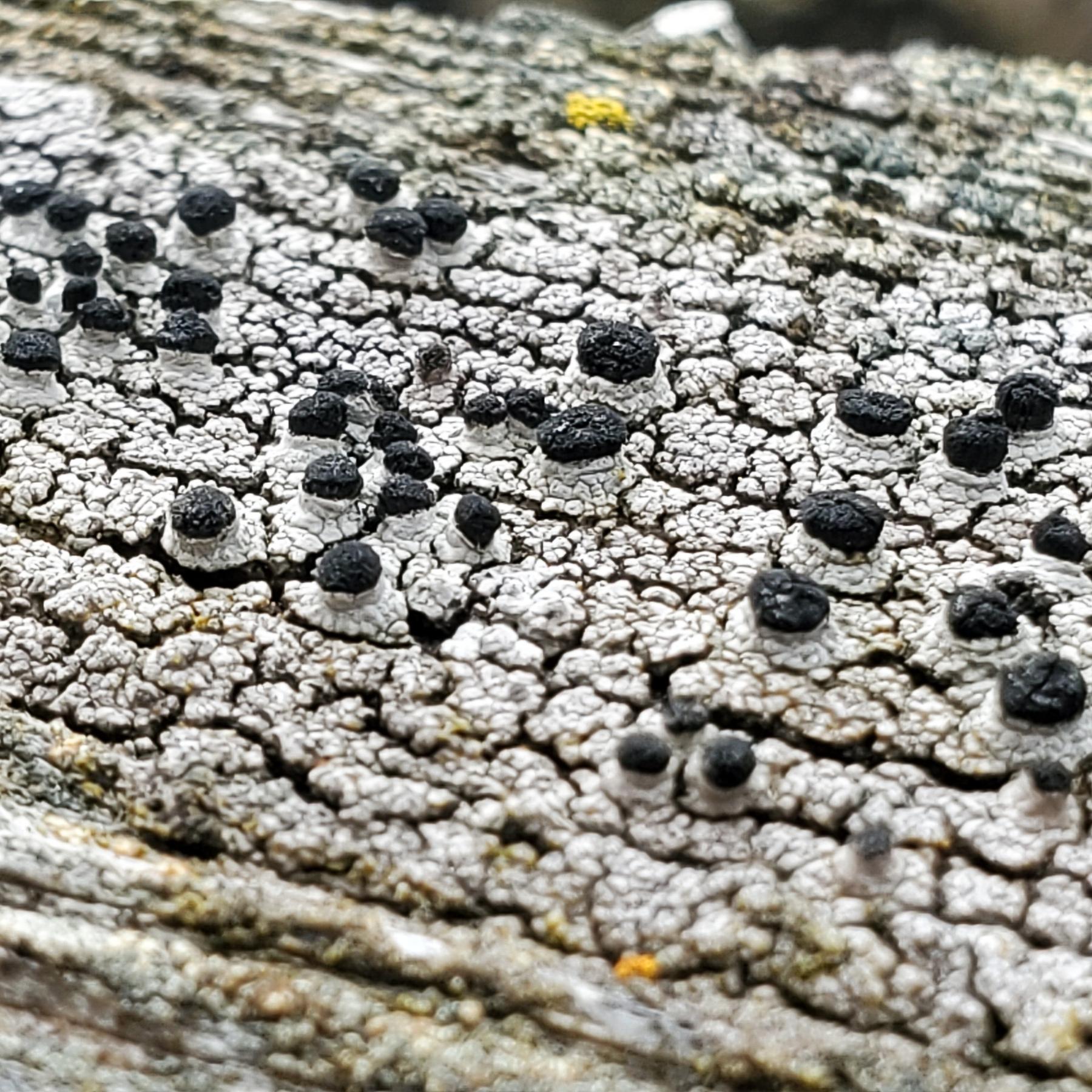 Acolium inquinans & Pseudothelomma occidentale