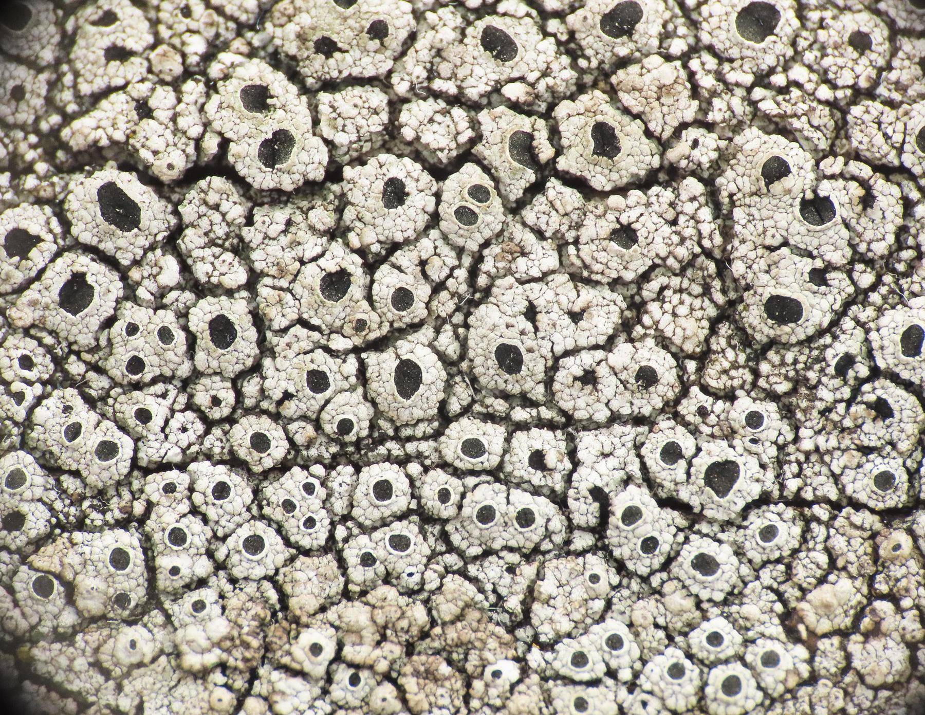 Acolium inquinans & Pseudothelomma occidentale