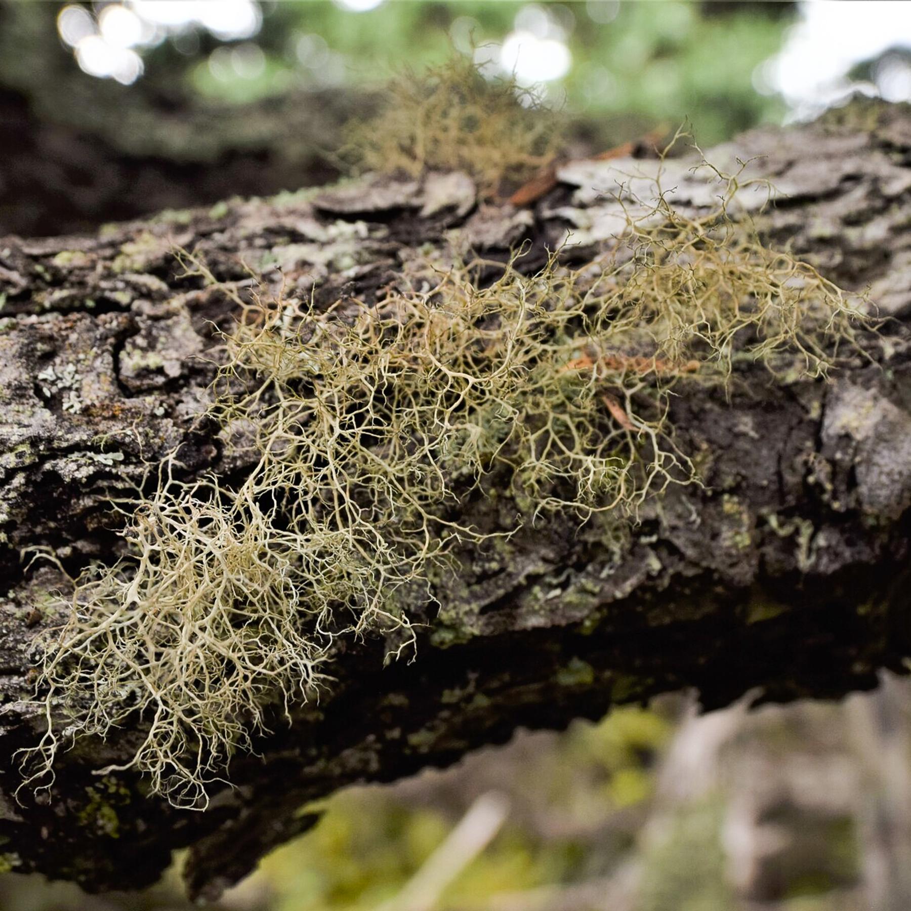 Alectoria ochroleuca