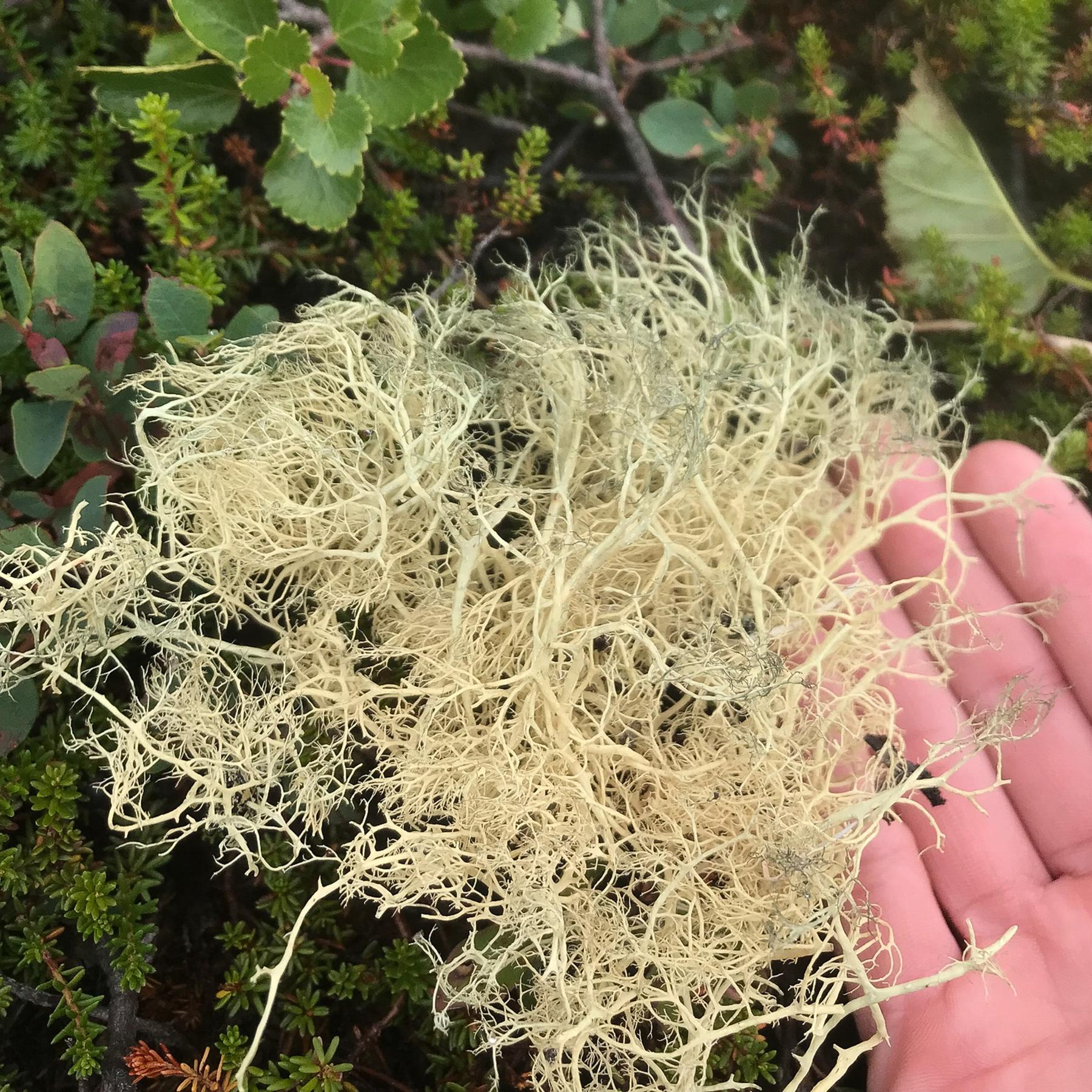 Alectoria ochroleuca