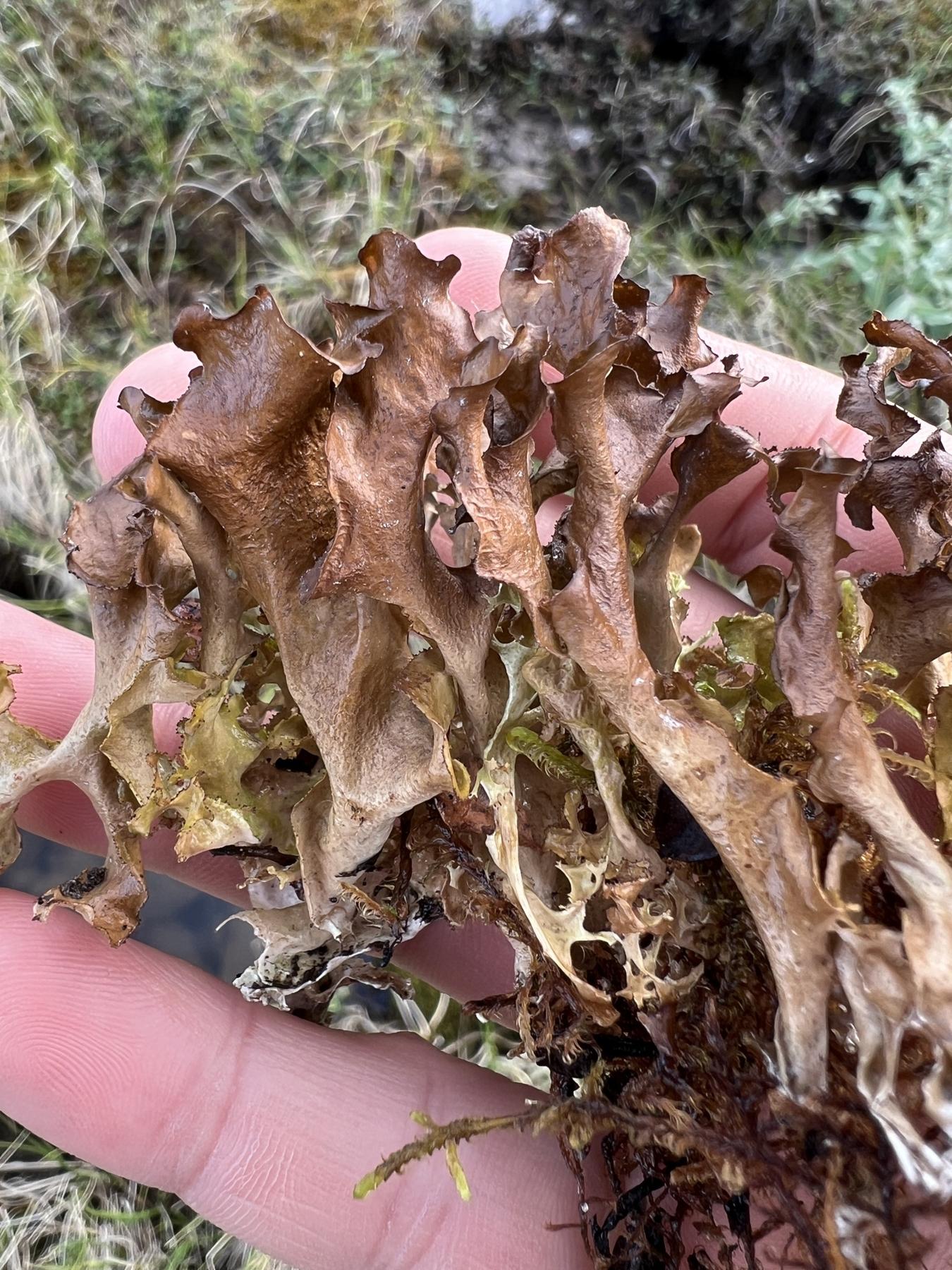 Arctocetraria andrejevii