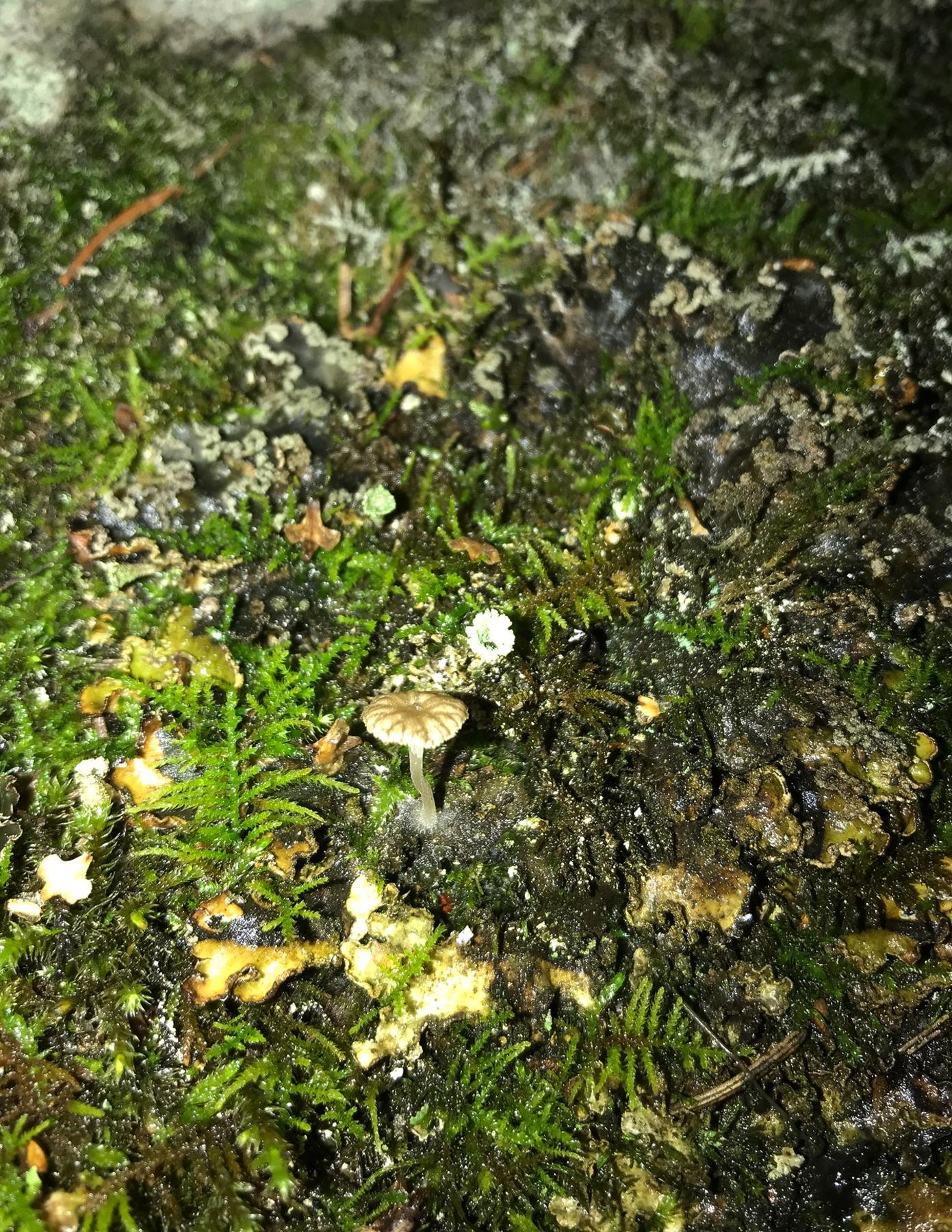 Arrhenia peltigerina