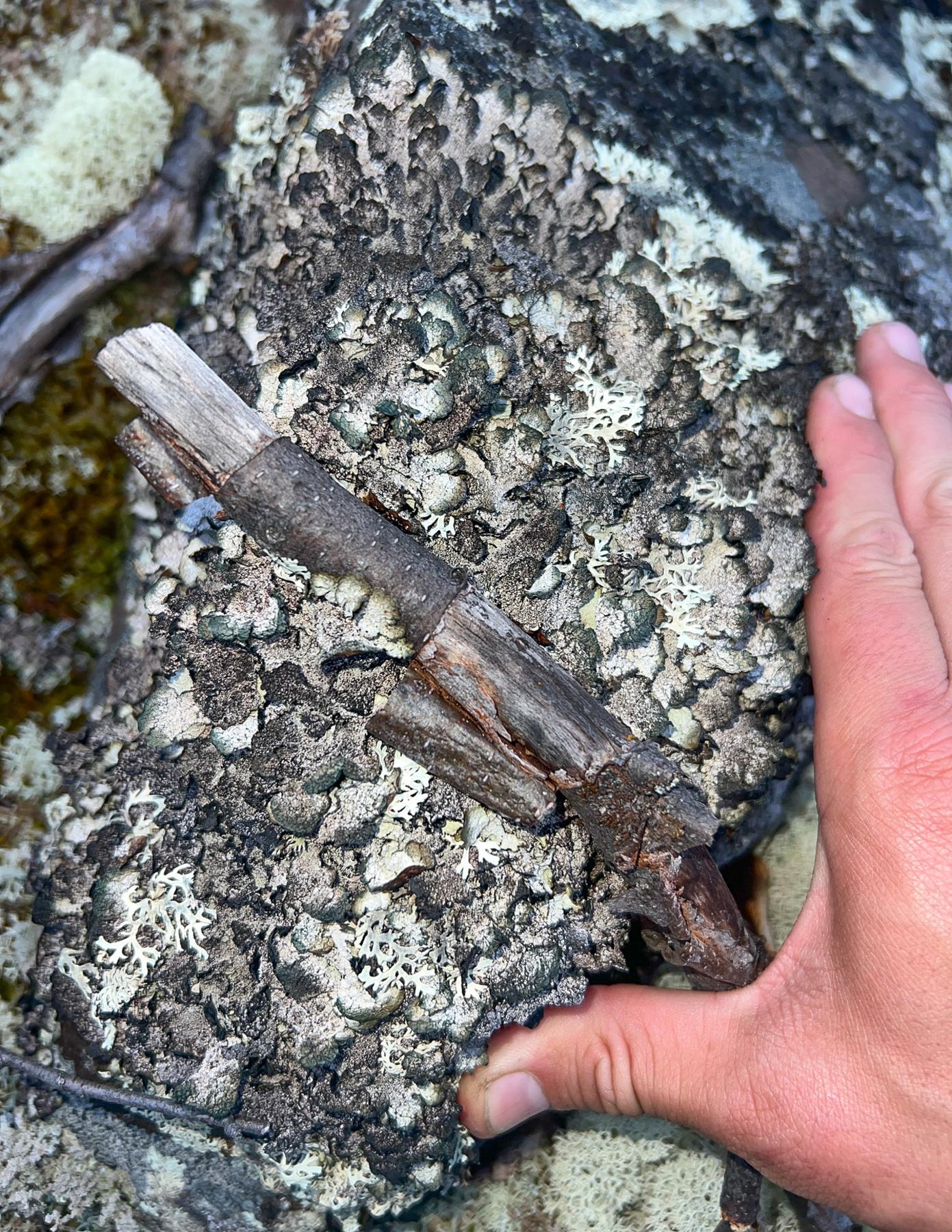 Asahinea scholanderi