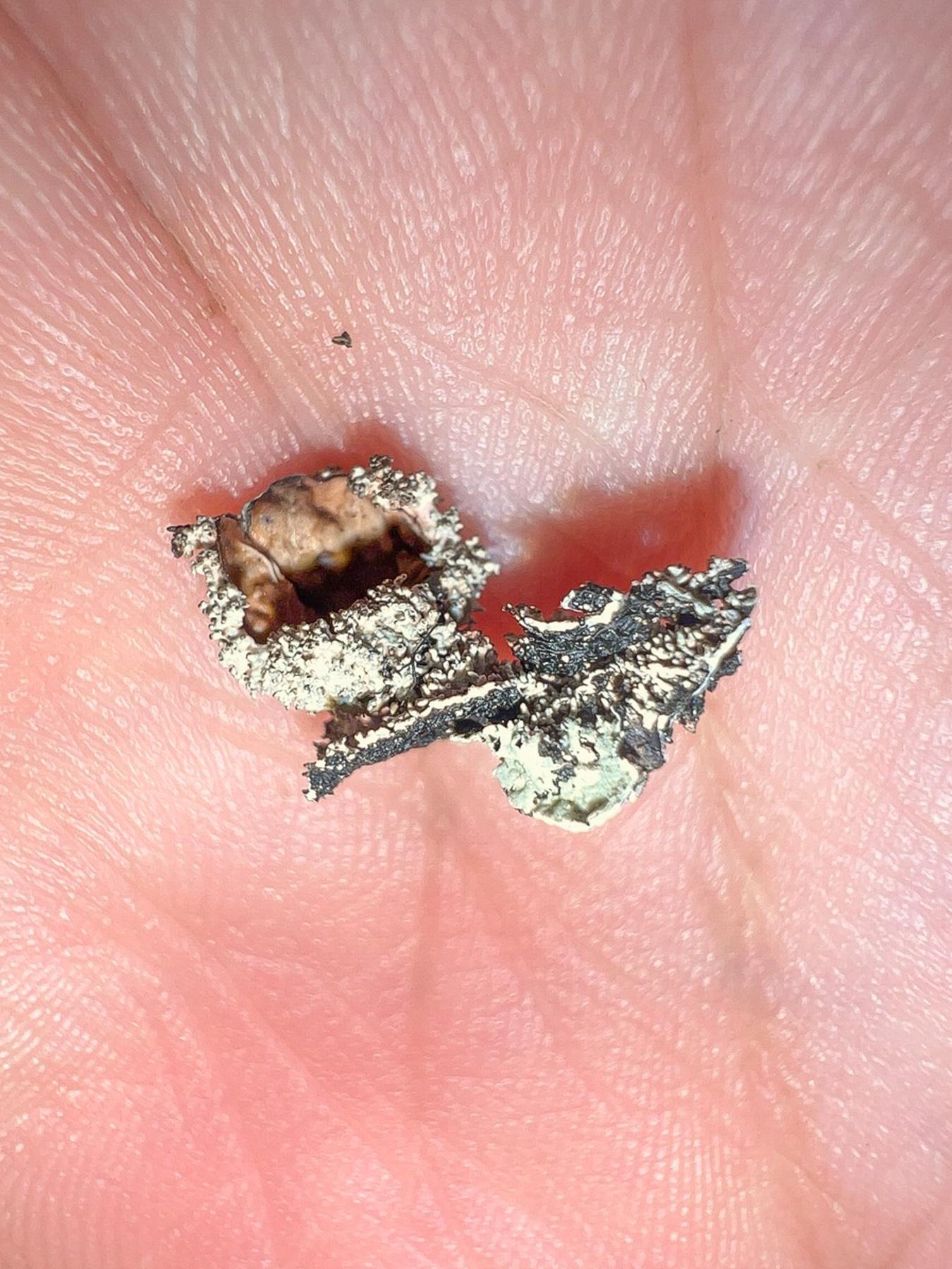 Asahinea scholanderi