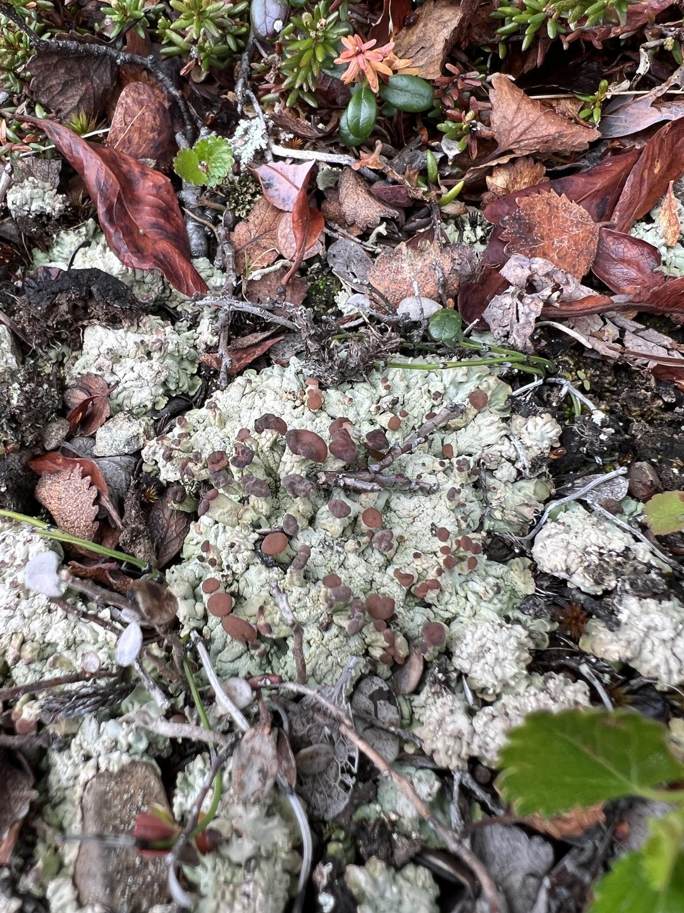 Baeomyces placophyllus