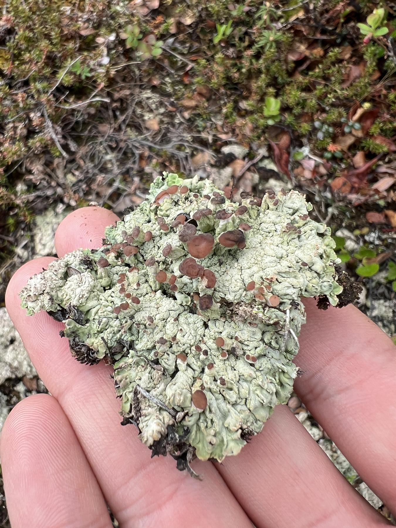 Baeomyces placophyllus