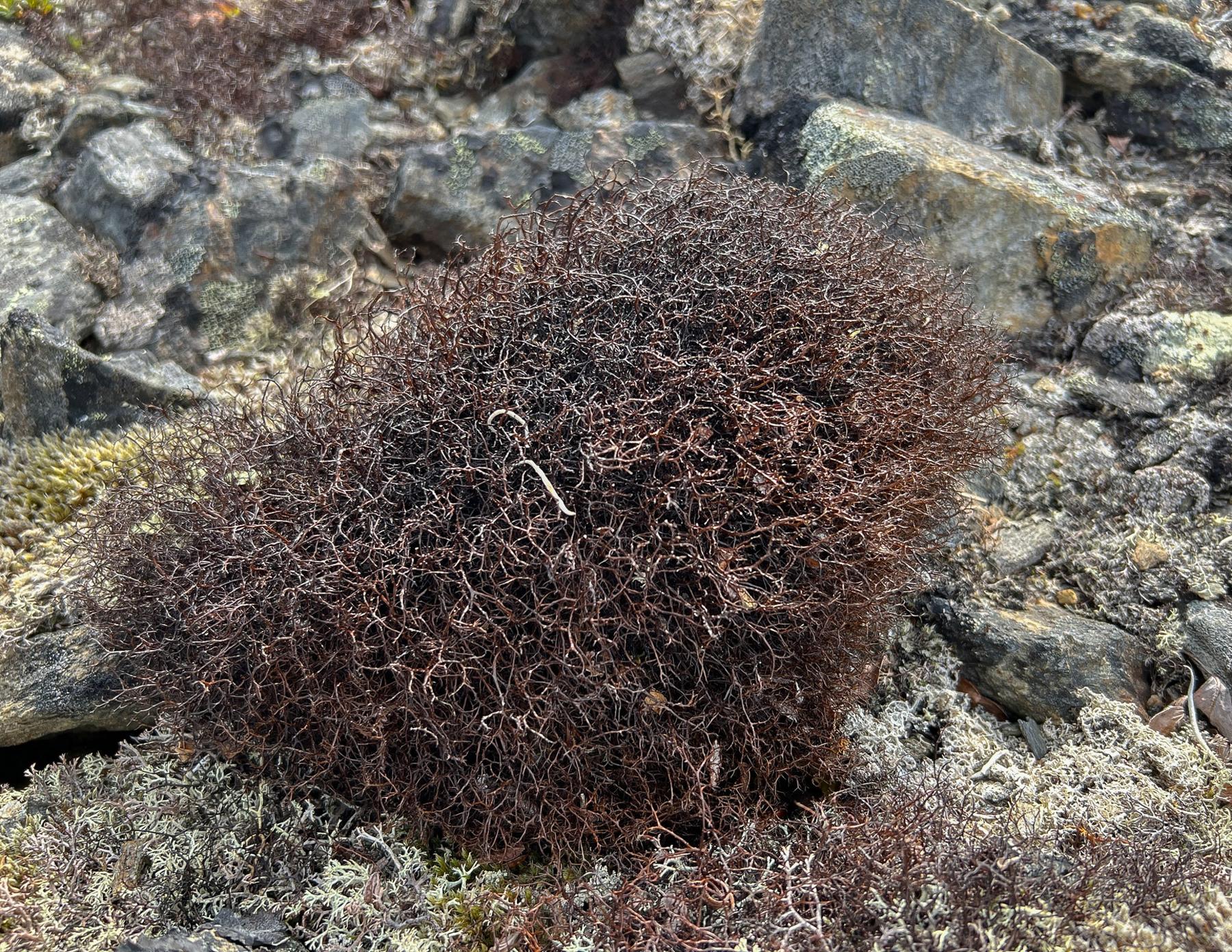 Bryocaulon divergens