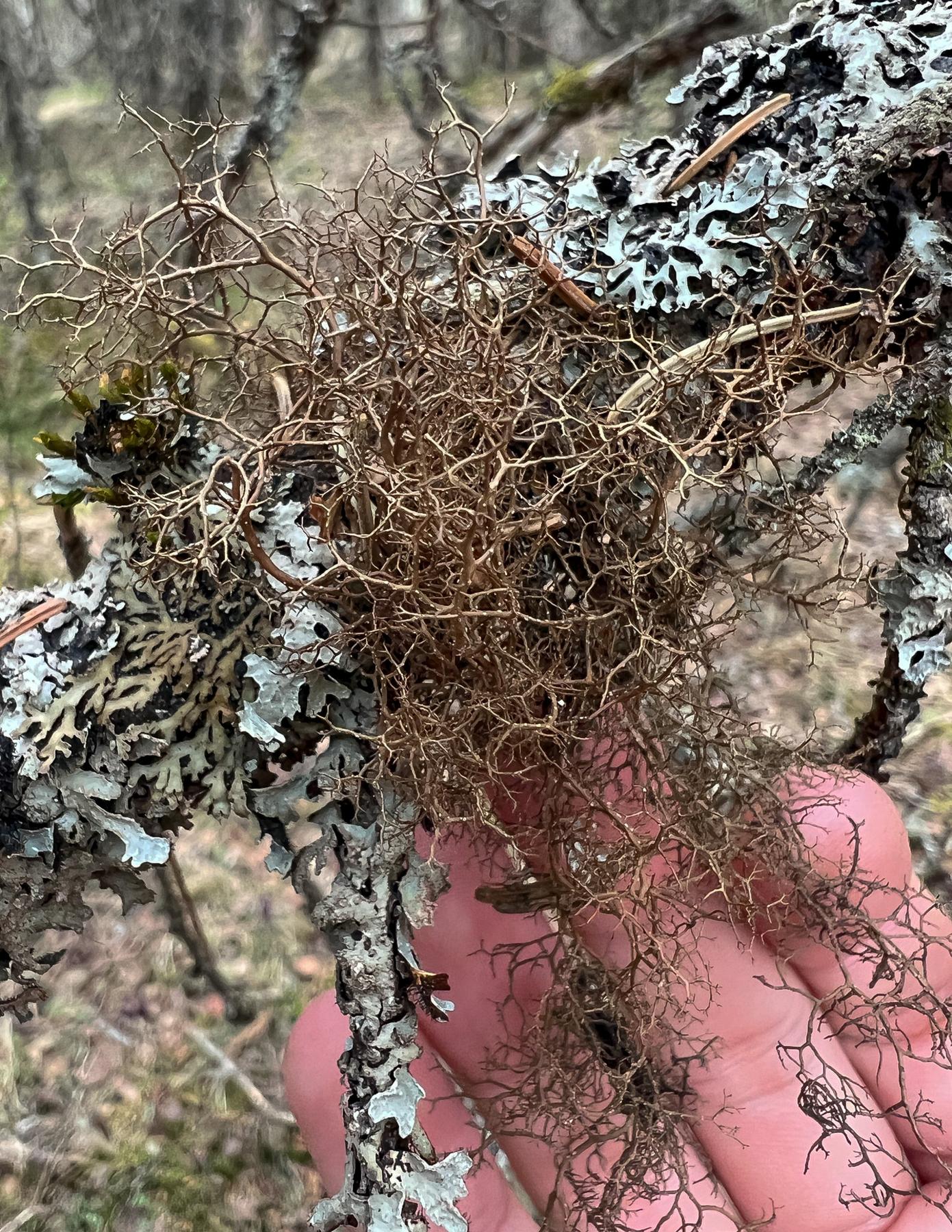 Bryocaulon pseudosatoanum