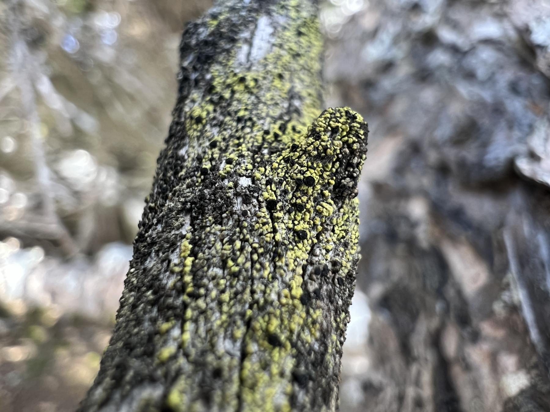 Calicium tigillare & Calicium pinicola