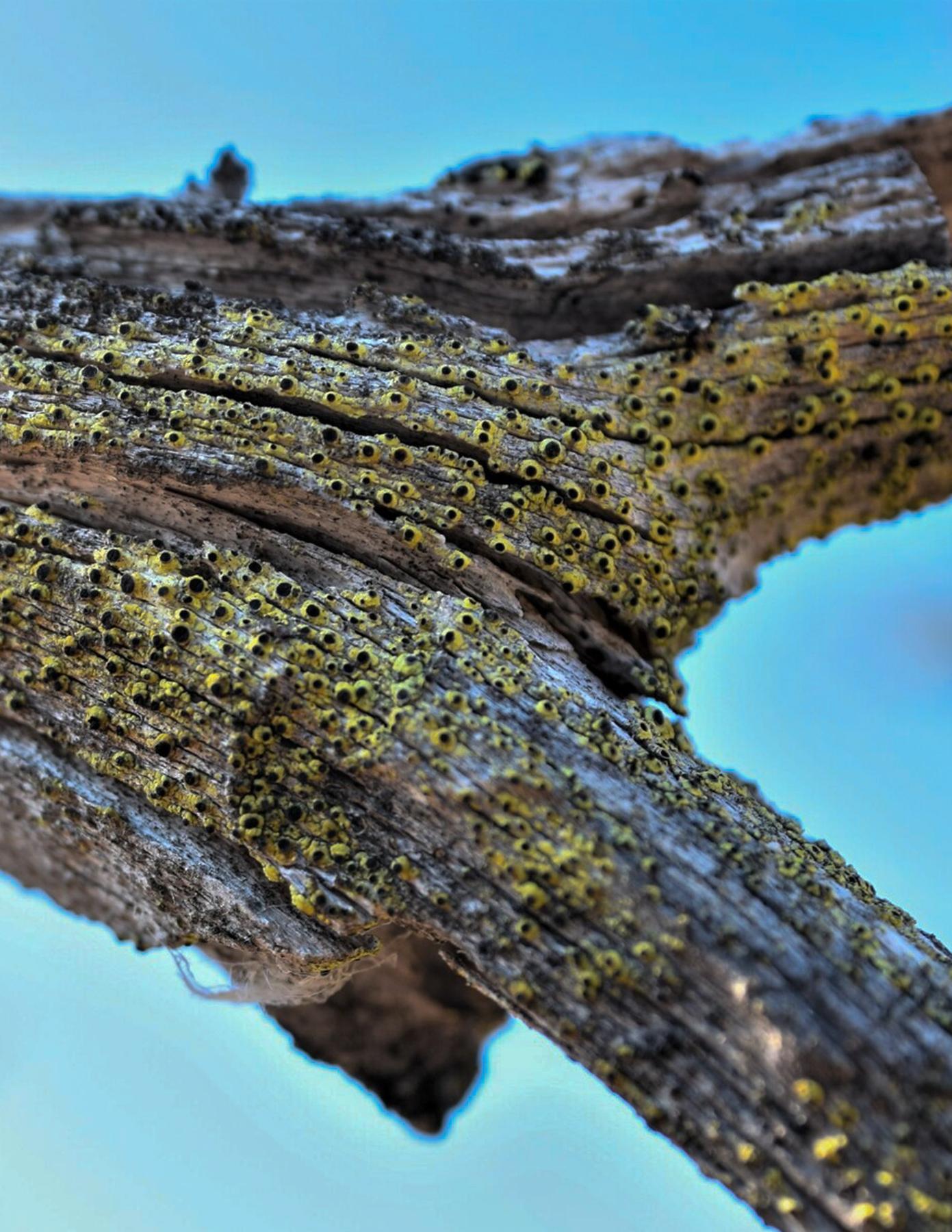 Calicium tigillare & Calicium pinicola