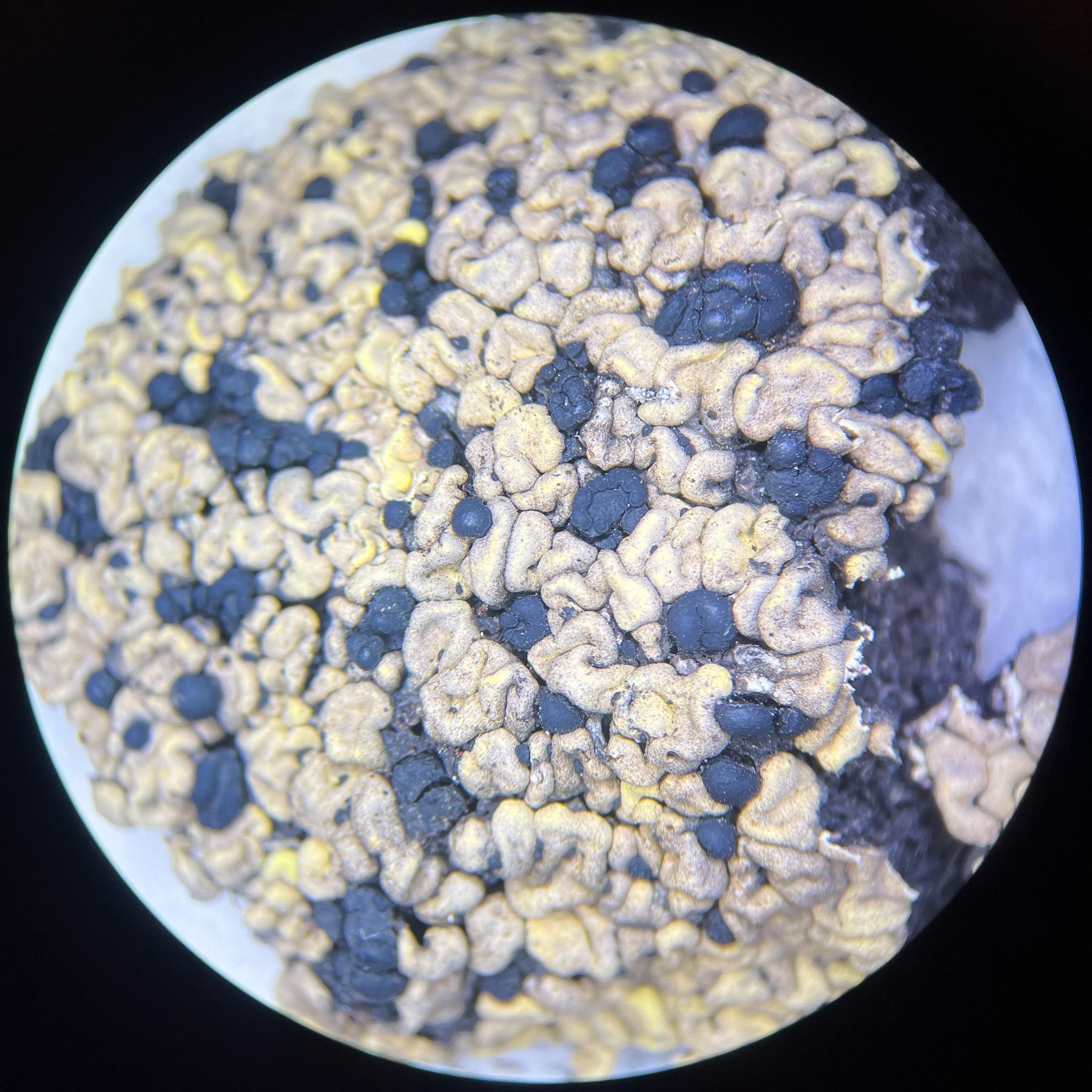 Catolechia wahlenbergii