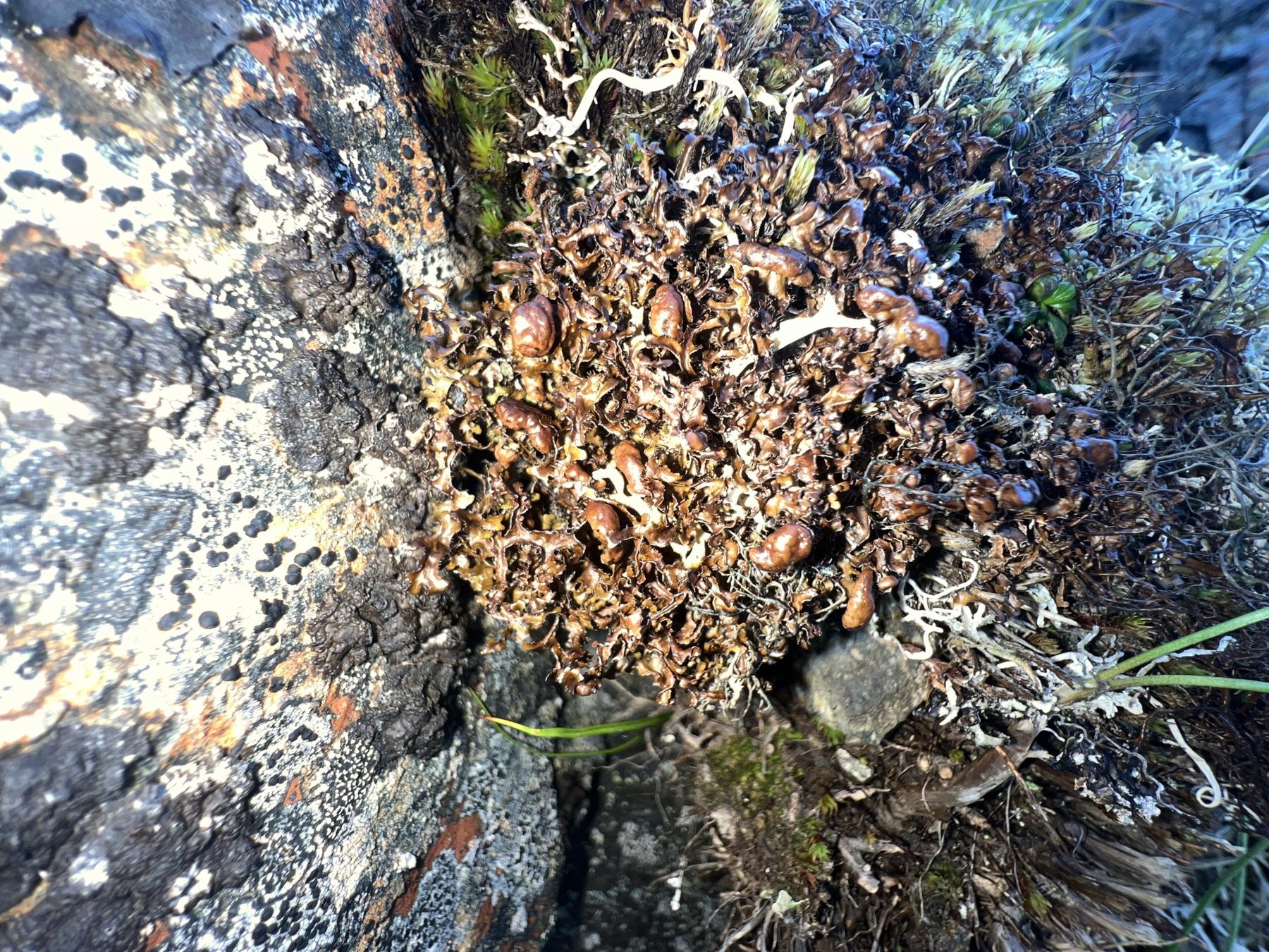 Cetraria ericetorum ssp. reticulata