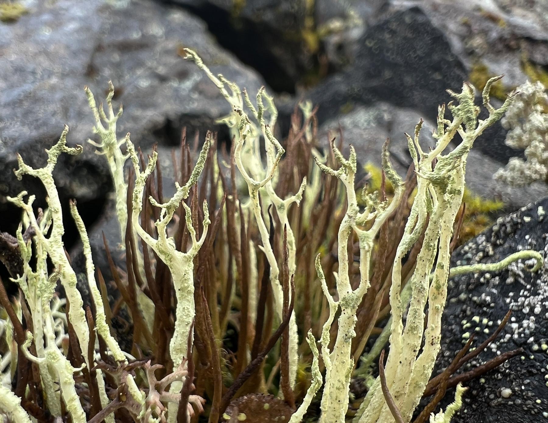 Cladonia alpina