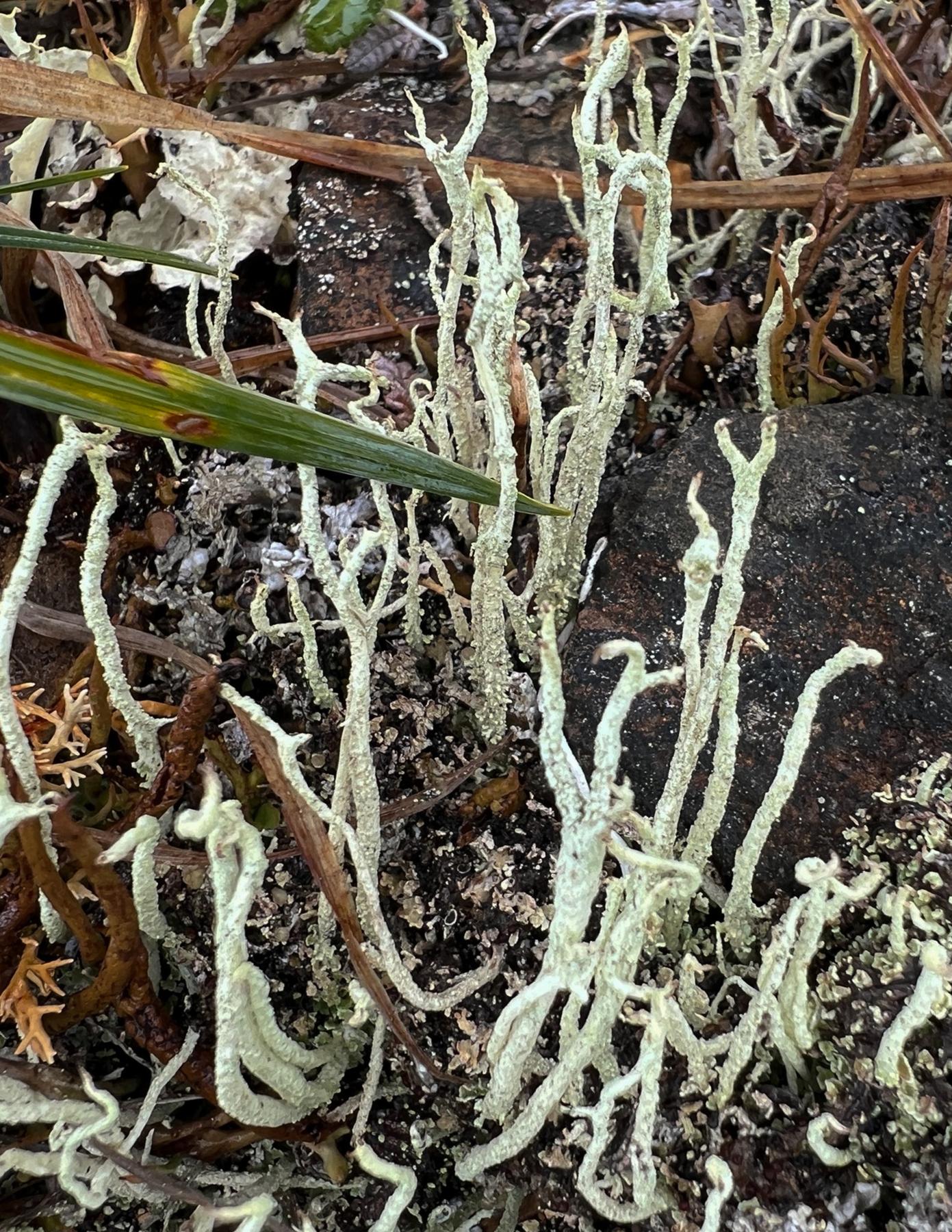 Cladonia alpina
