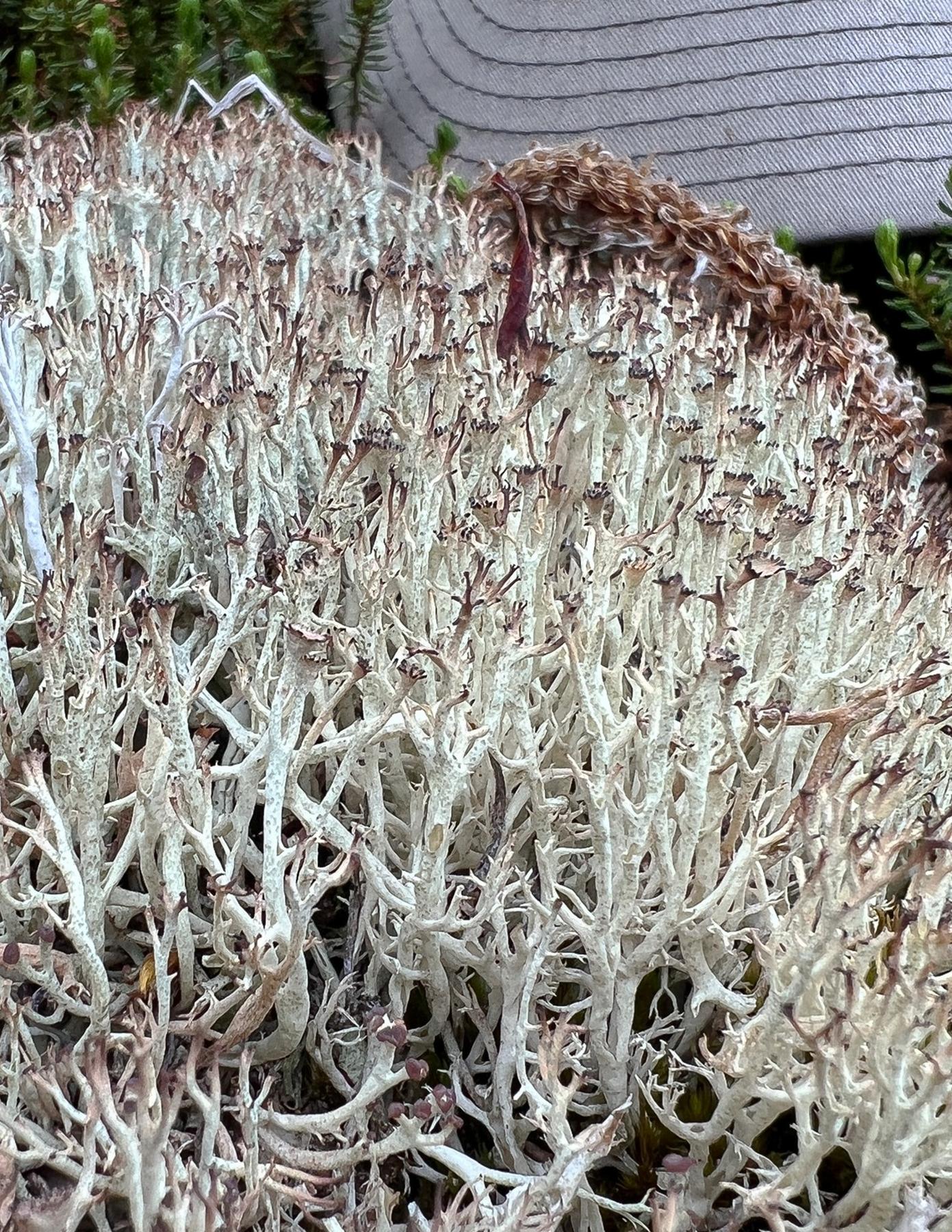 Cladonia amaurocraea