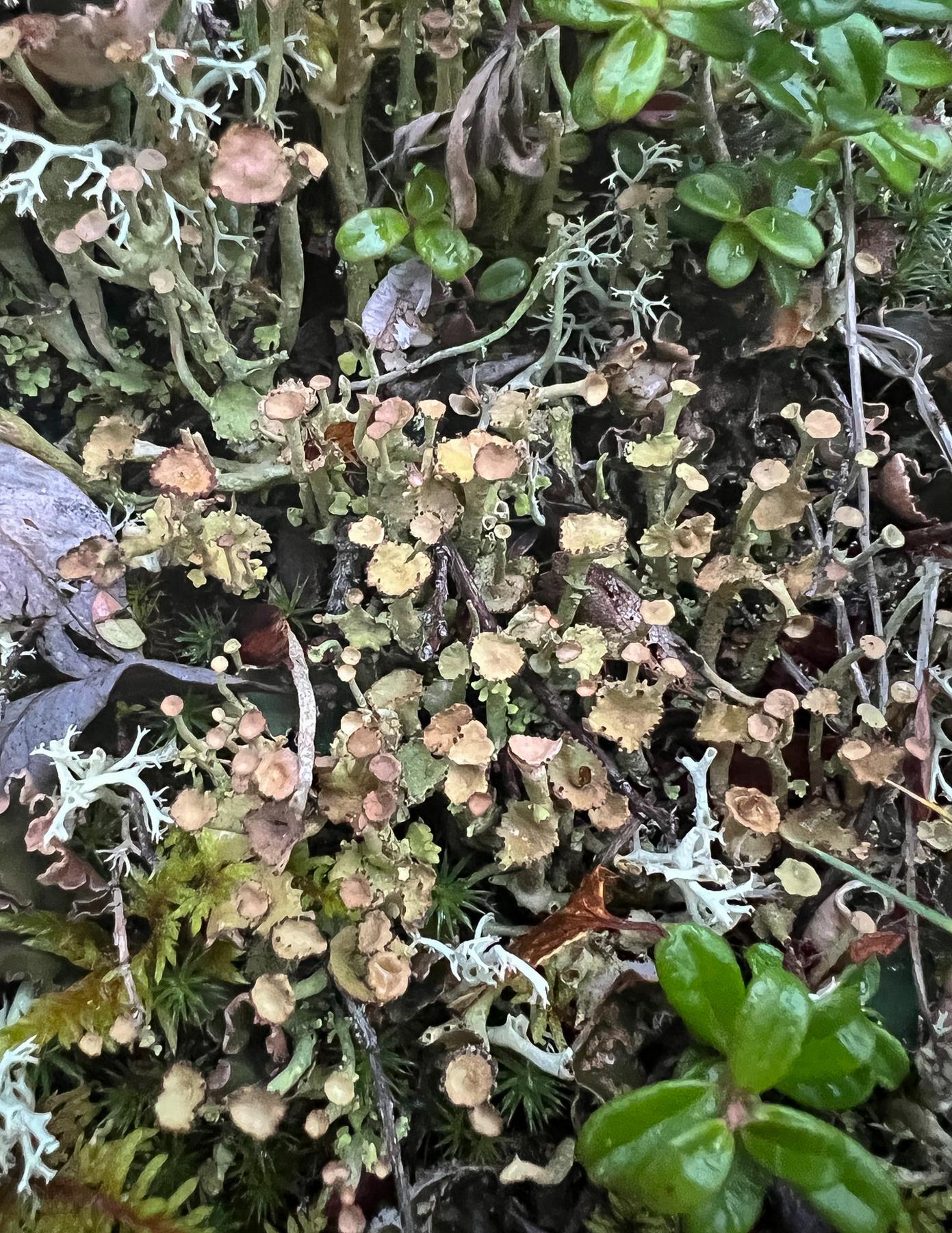 Cladonia amaurocraea