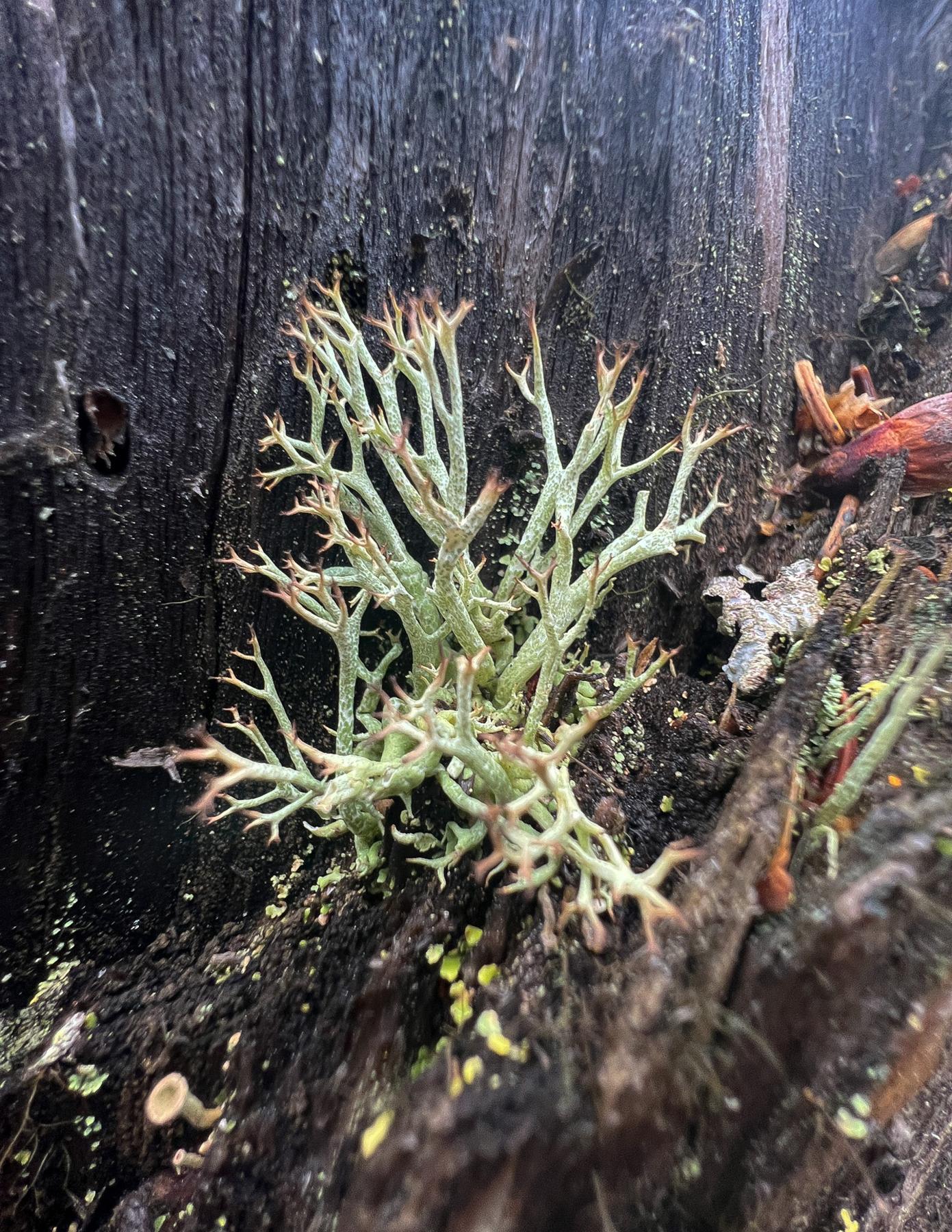 Cladonia amaurocraea