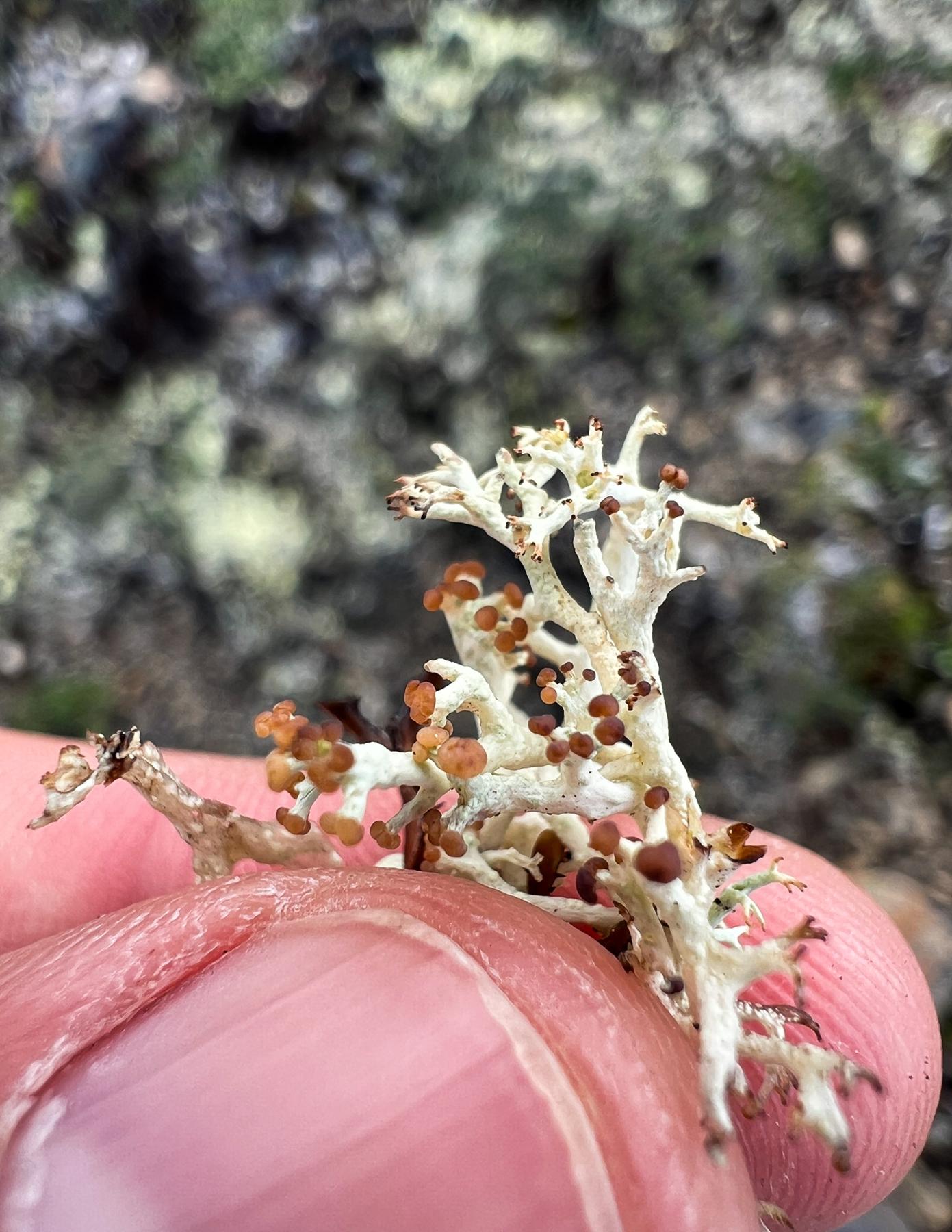 Cladonia arbuscula