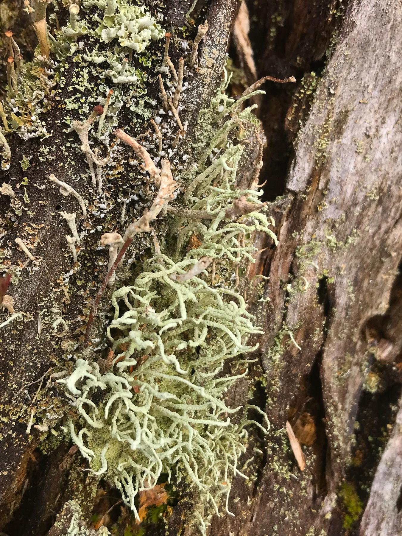 Cladonia bacilliformis
