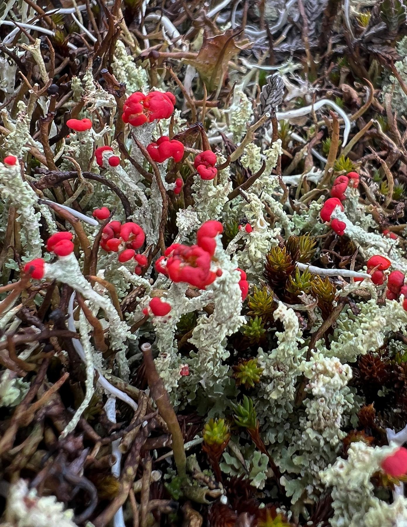Cladonia bellidiflora