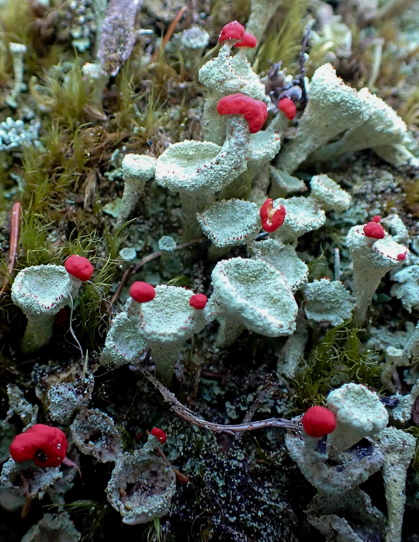Cladonia borealis