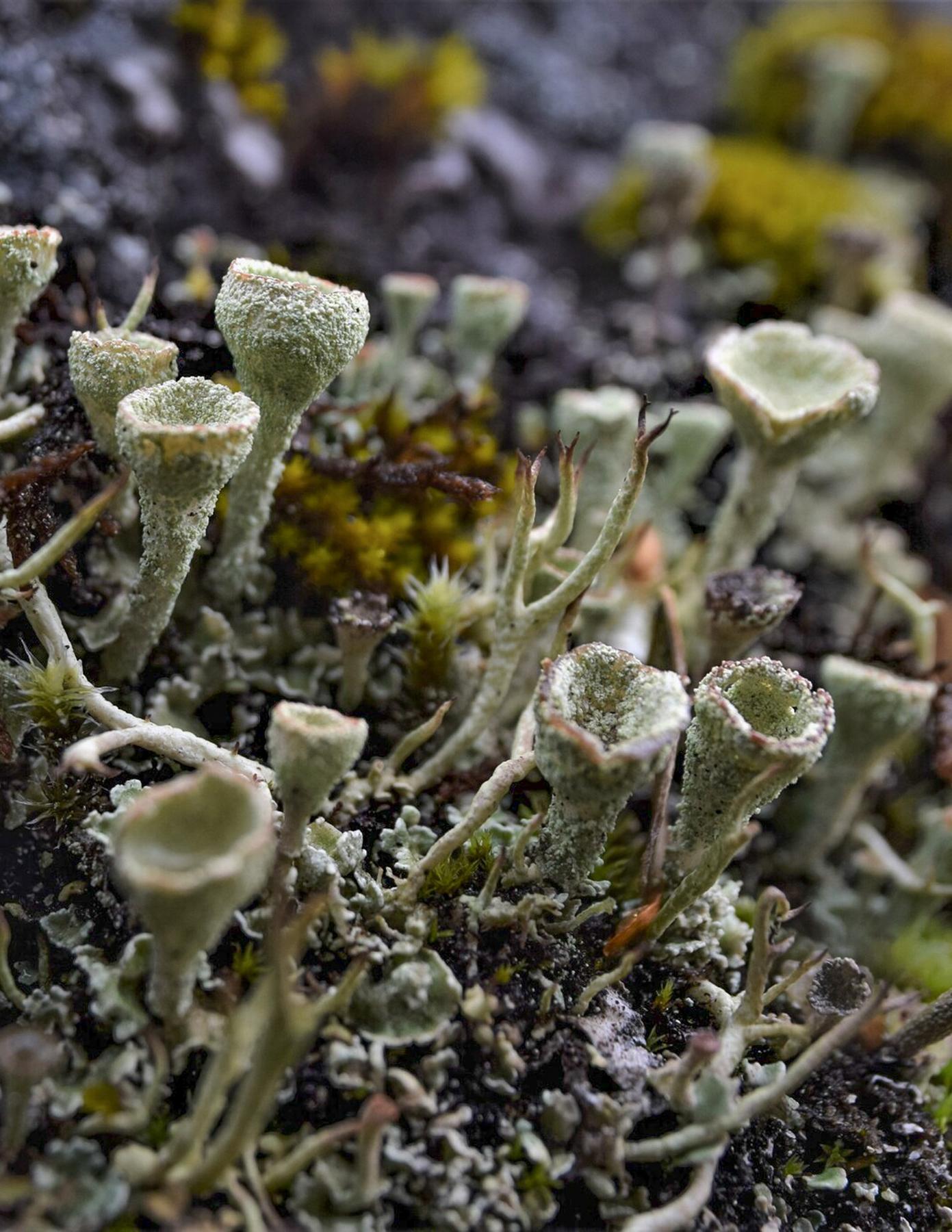 Cladonia borealis