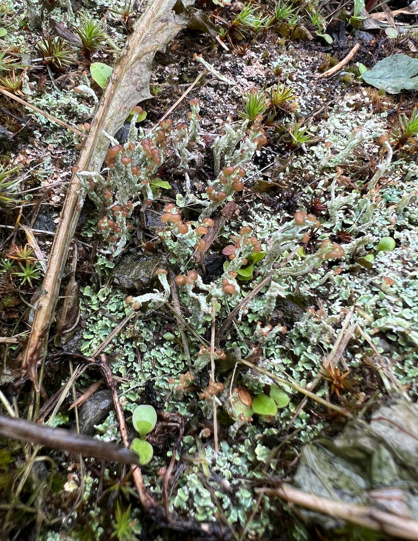 Cladonia cariosa