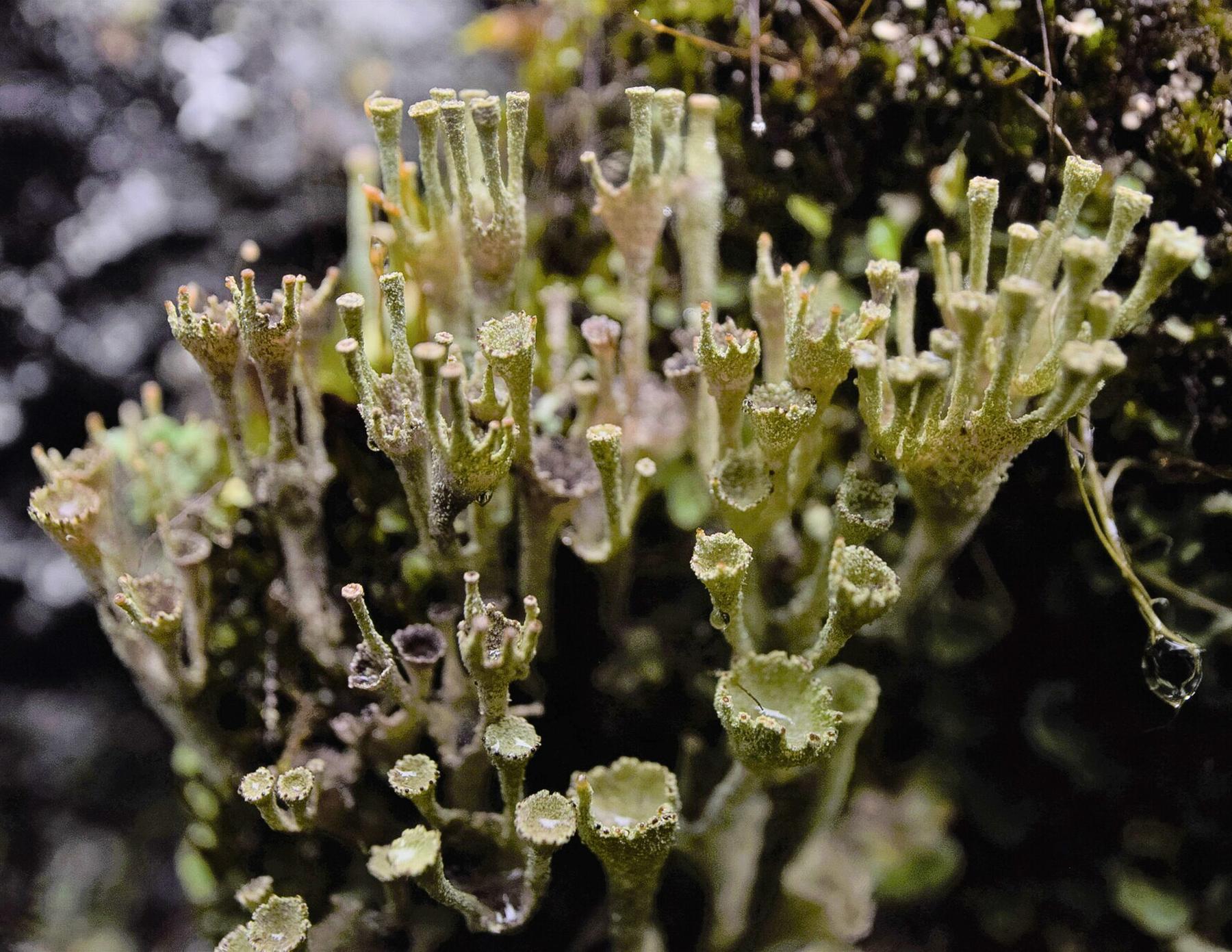 Cladonia carneola