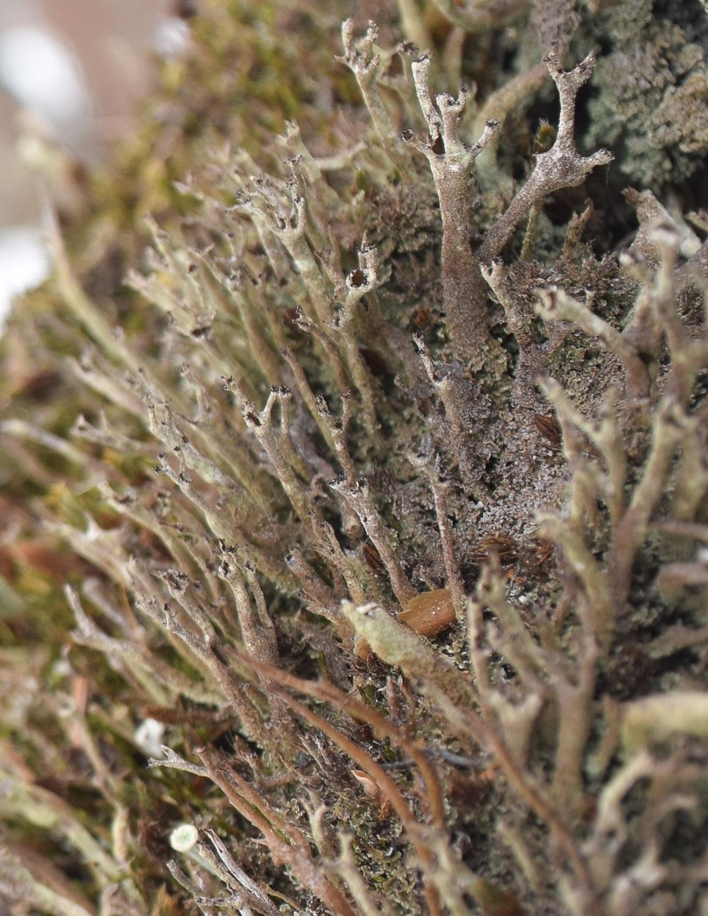 Cladonia cenotea