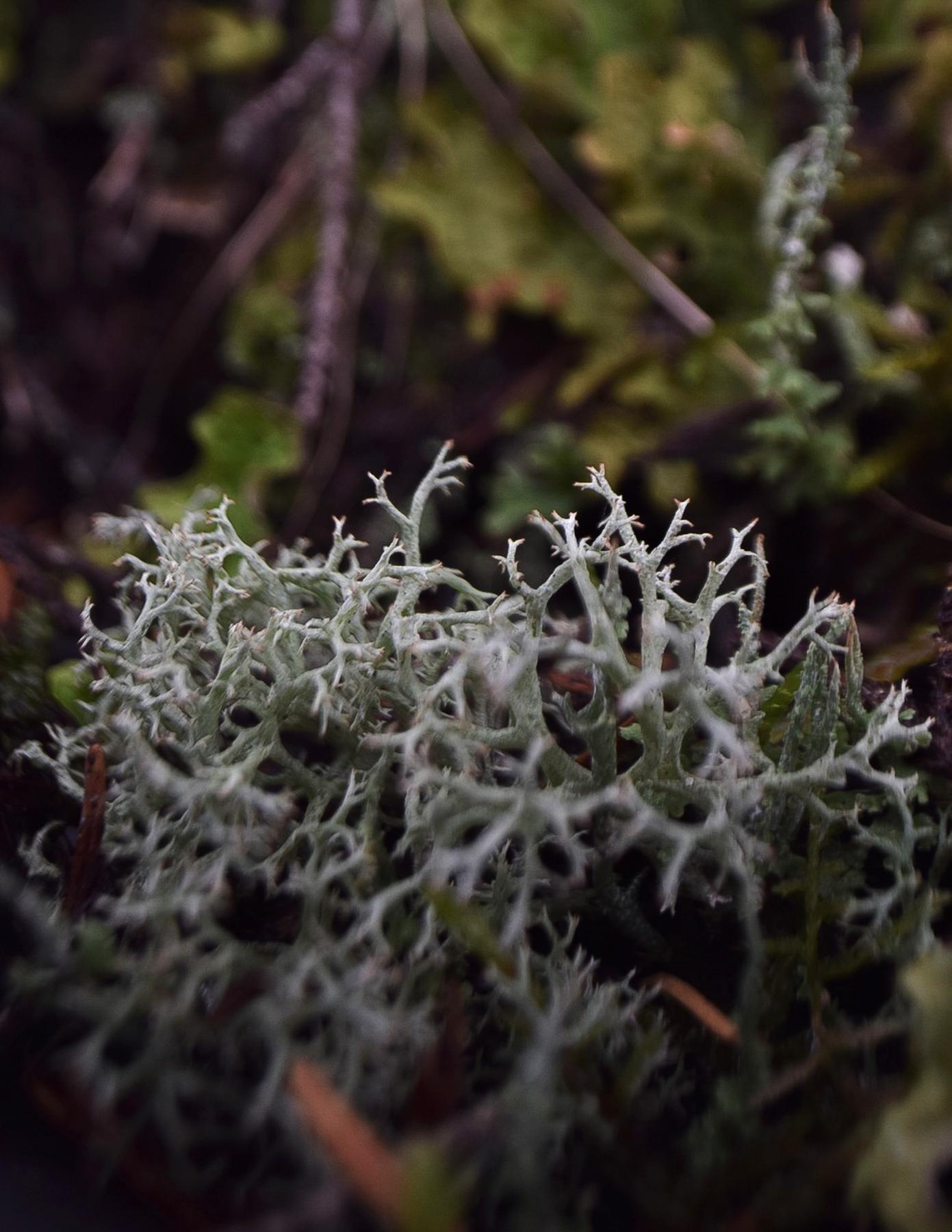 Cladonia ciliata