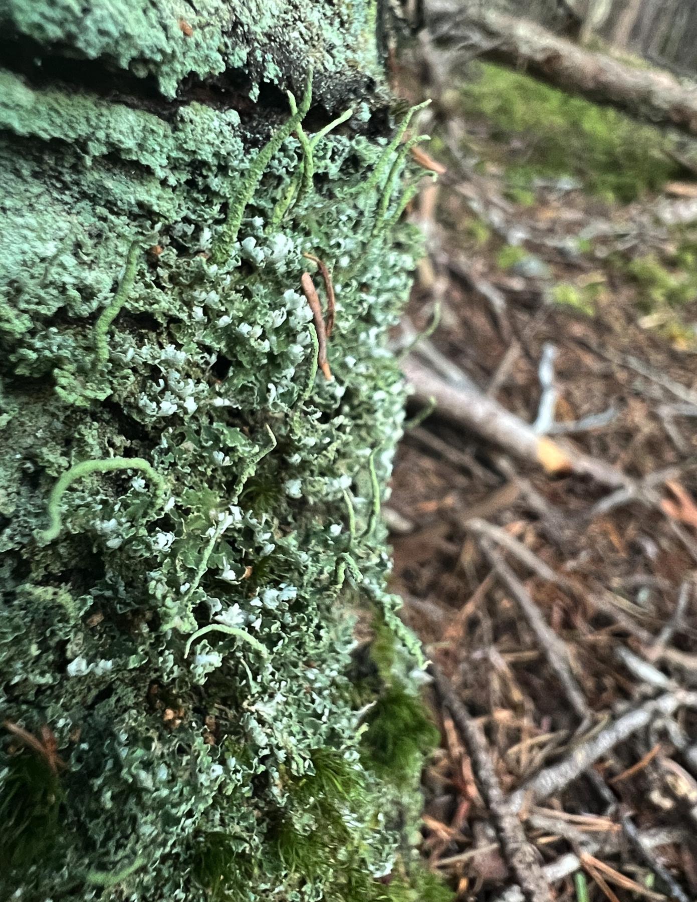 Cladonia coniocraea