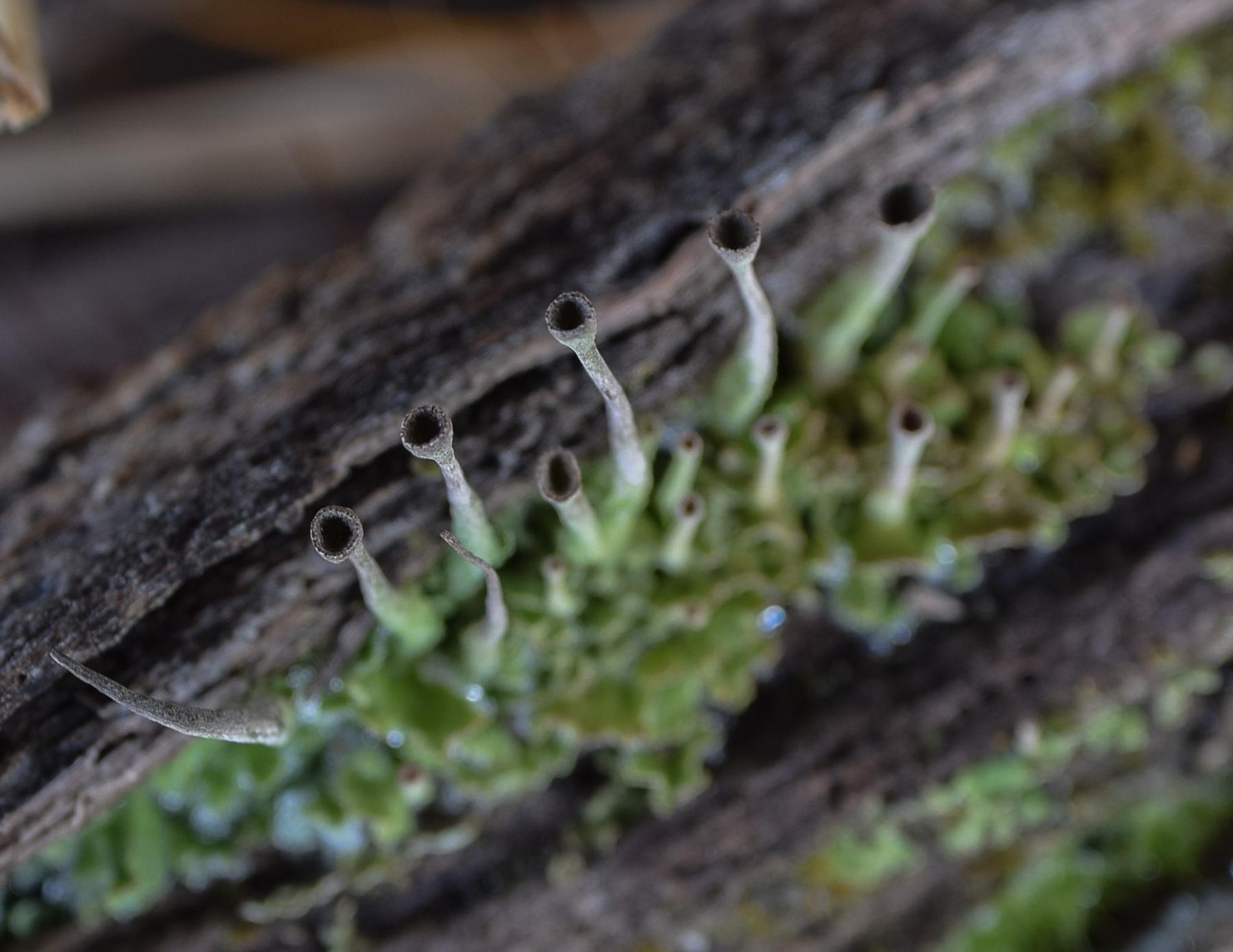 Cladonia cornuta
