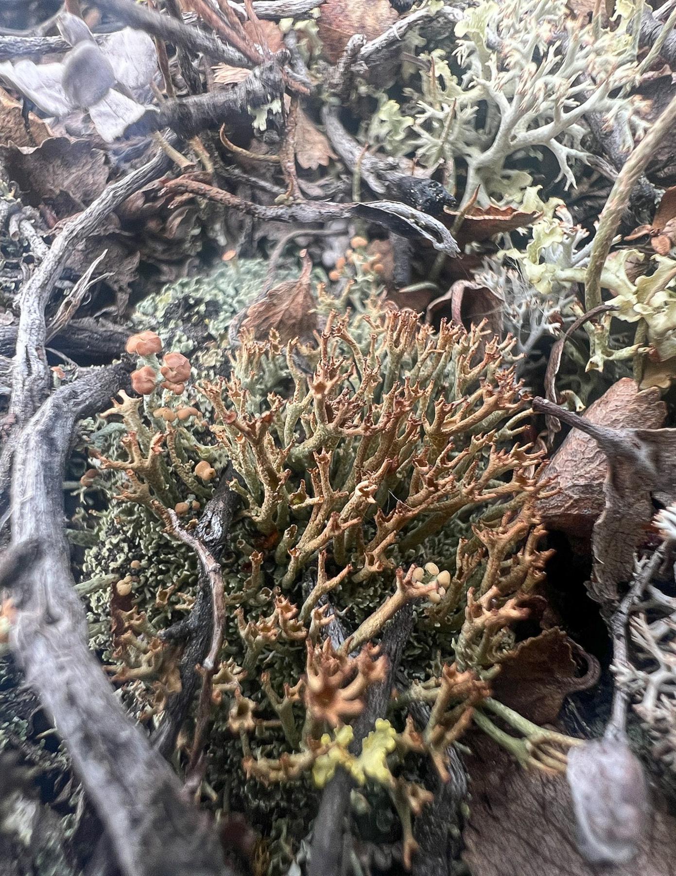 Cladonia crispata