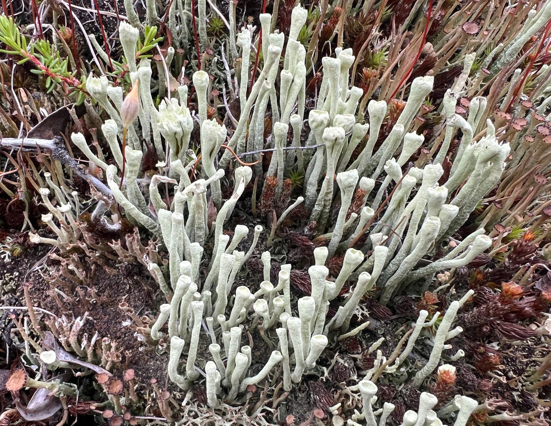 Cladonia deformis