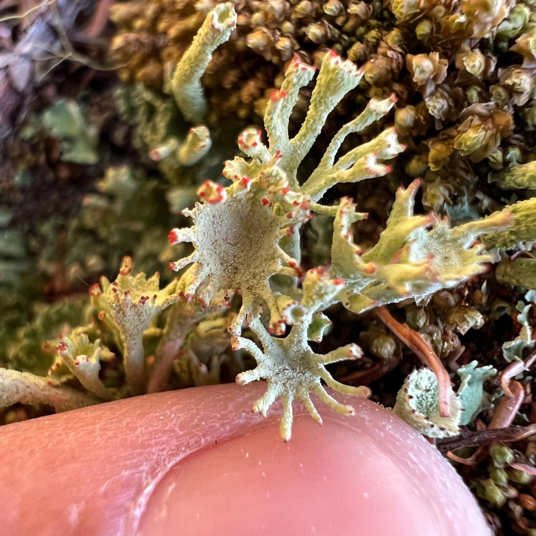 Cladonia digitata