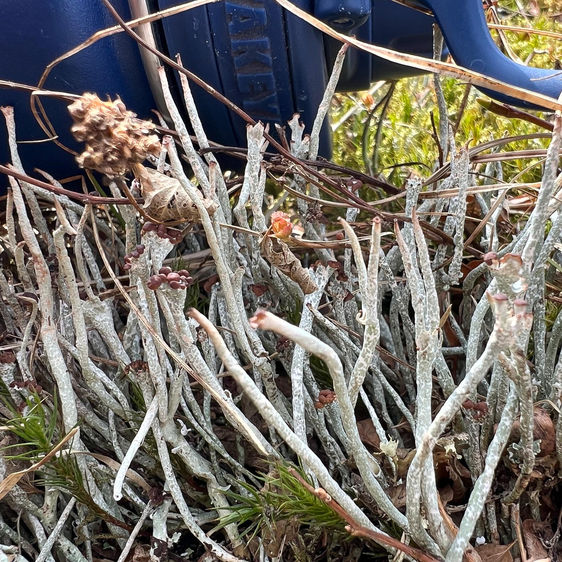 Cladonia ecmocyna