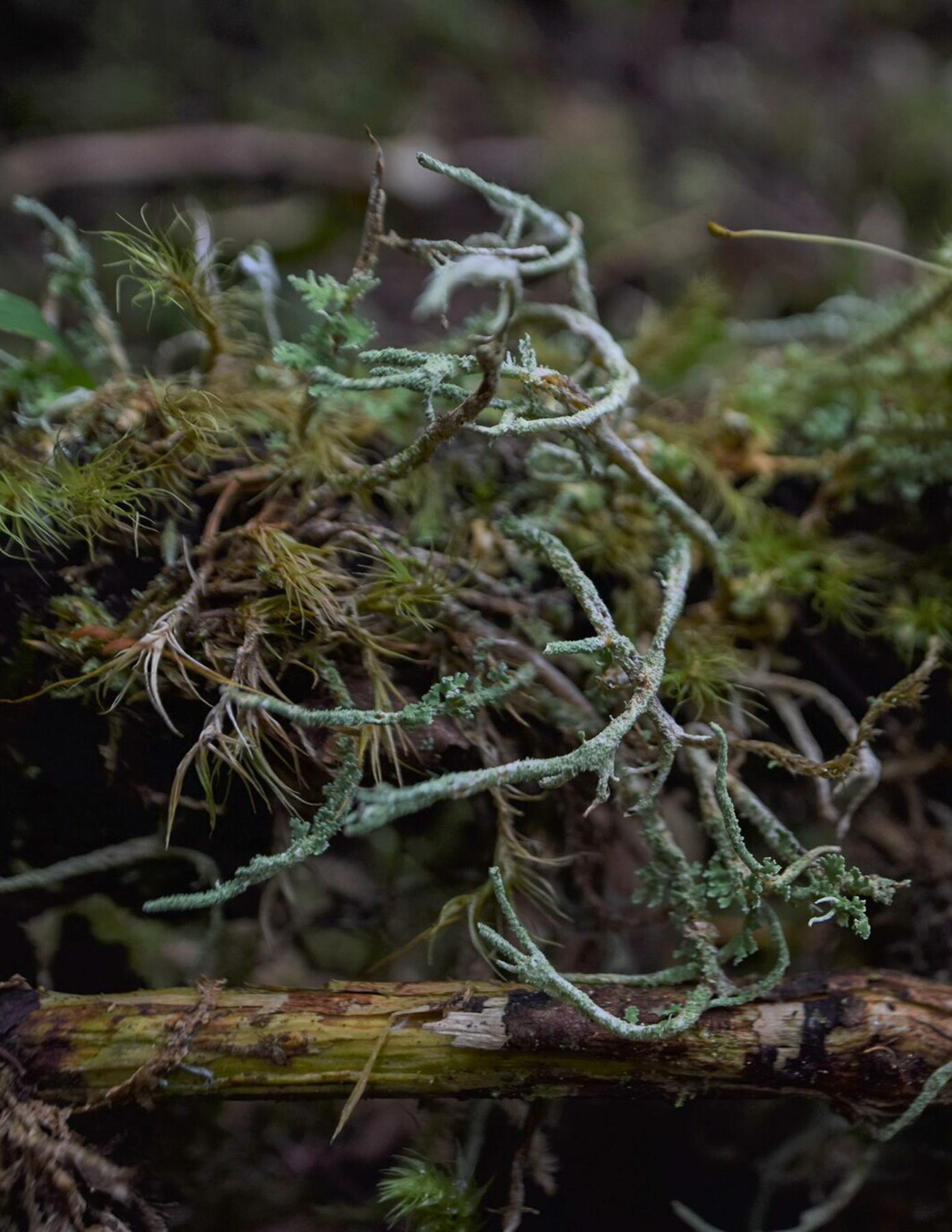 Cladonia farinacea