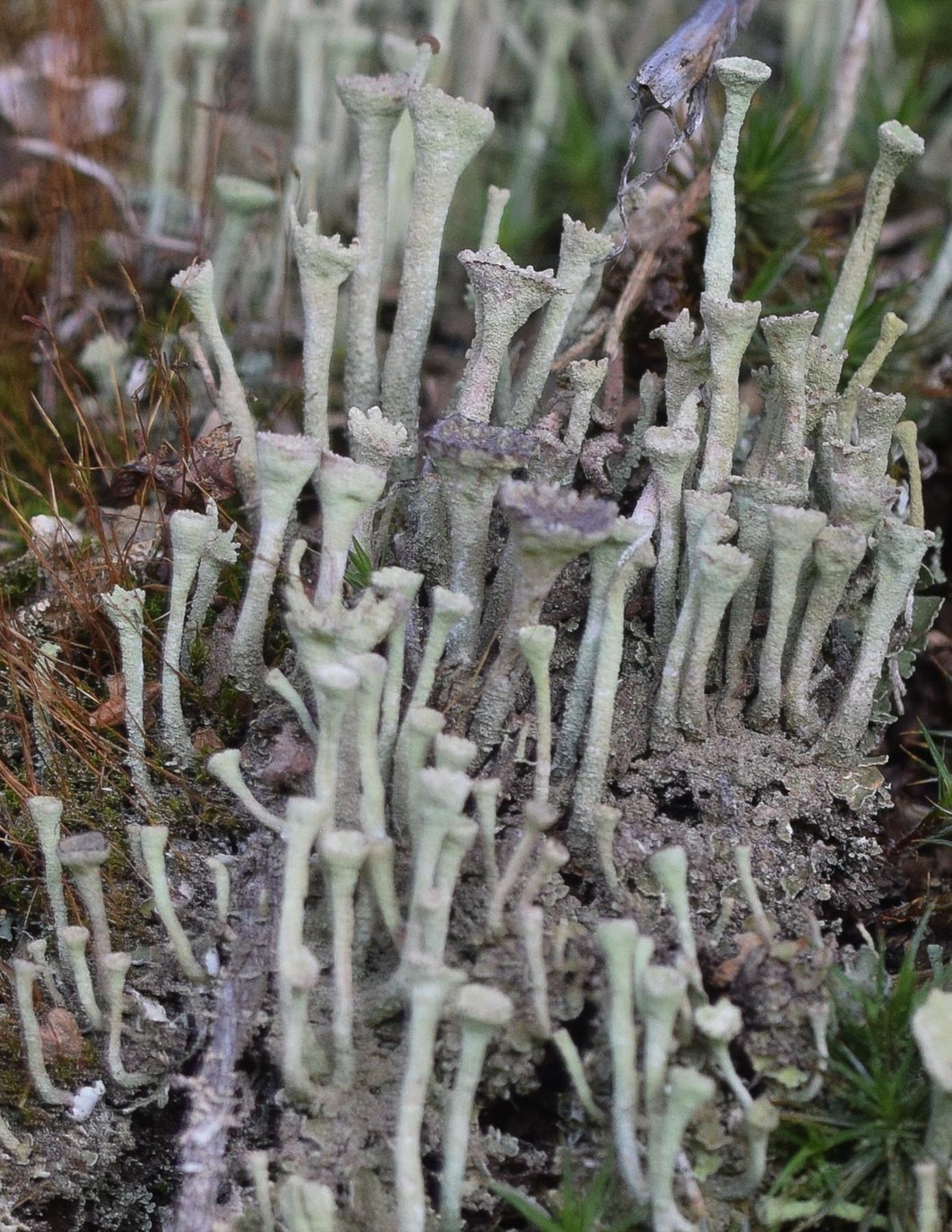 Cladonia fimbriata