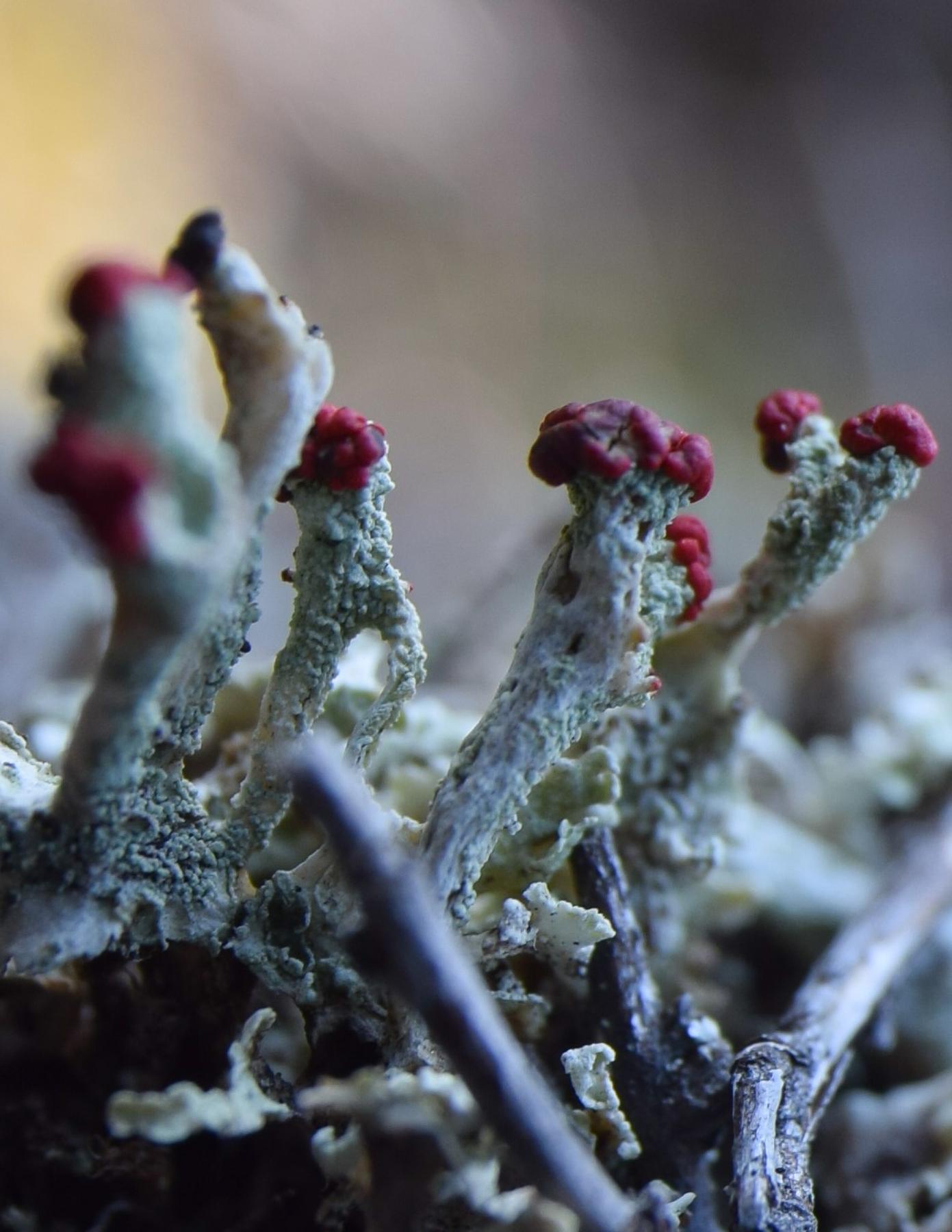Cladonia granulans
