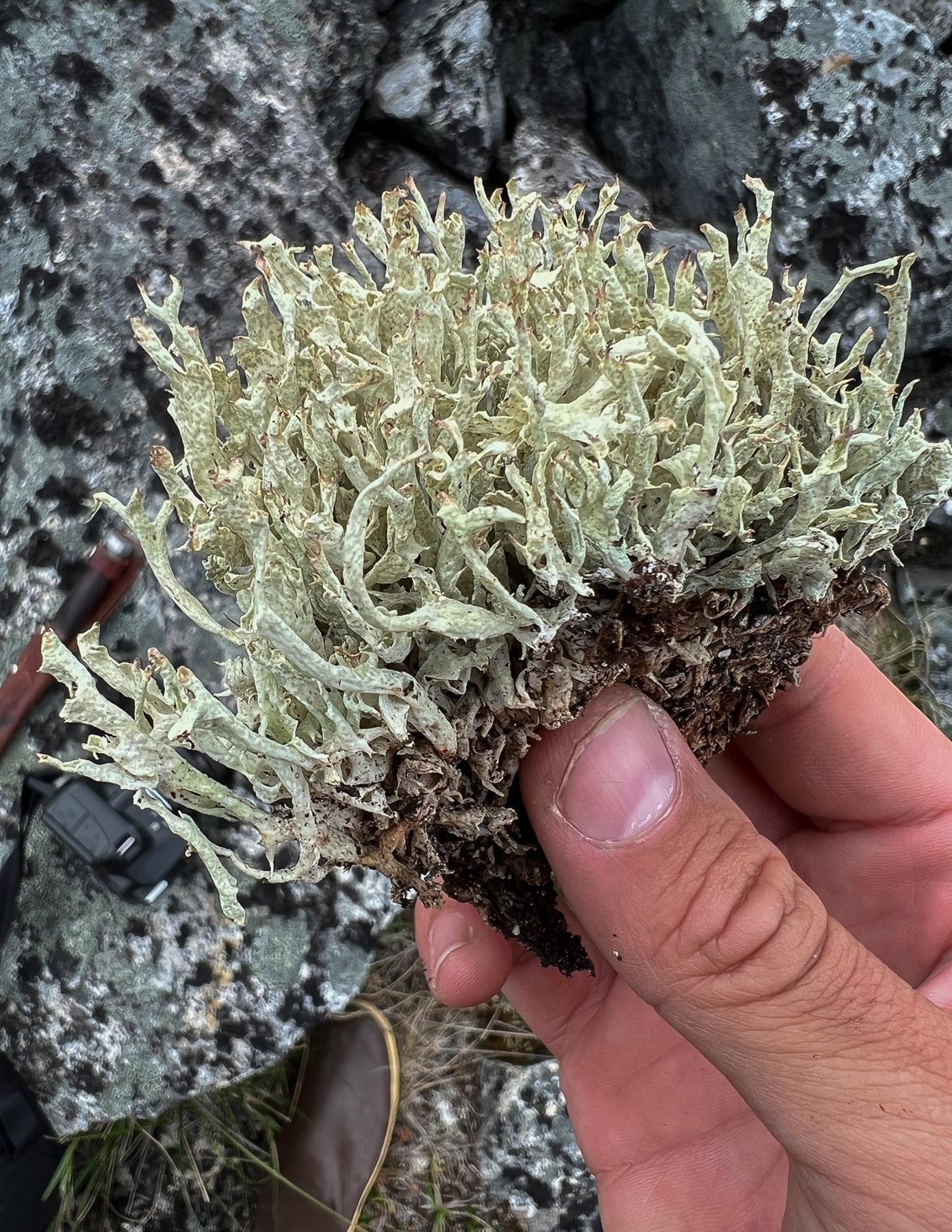 Cladonia kanewskii