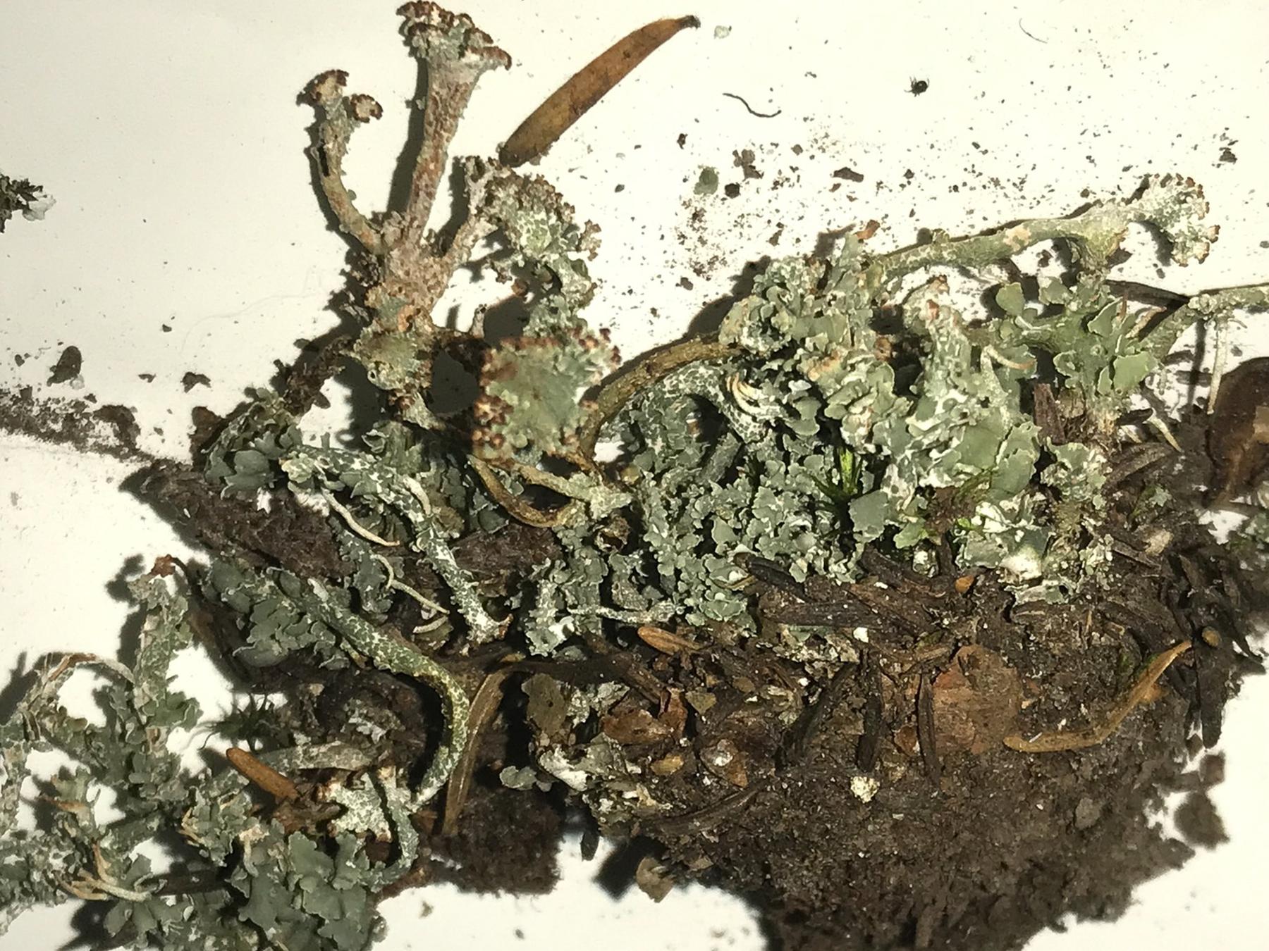 Cladonia macrophyllodes