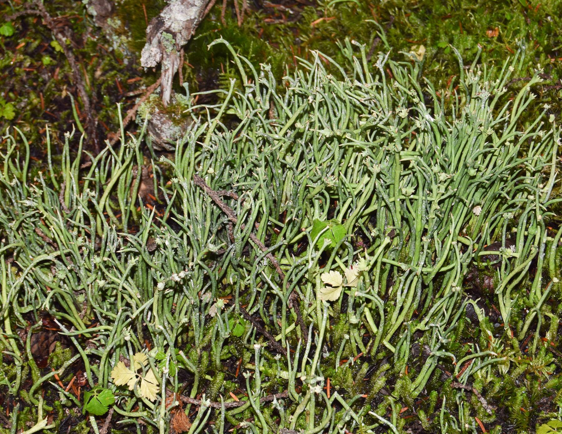 Cladonia maxima