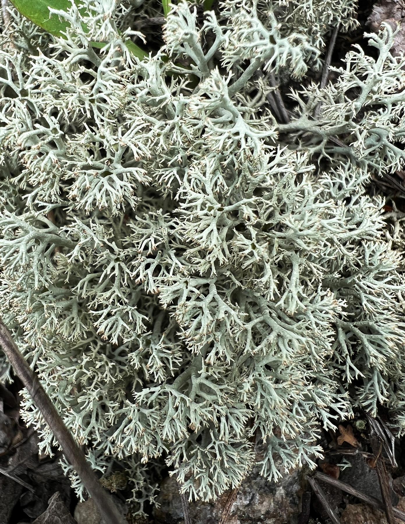 Cladonia mitis