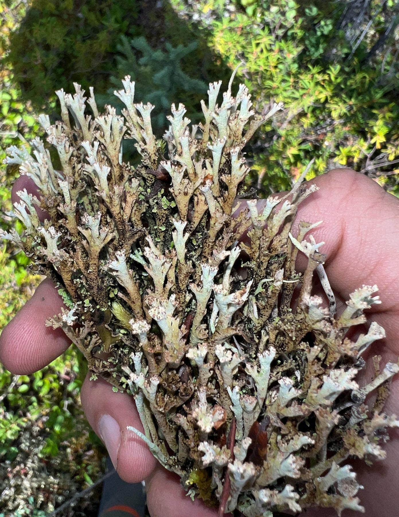 Cladonia phyllophora