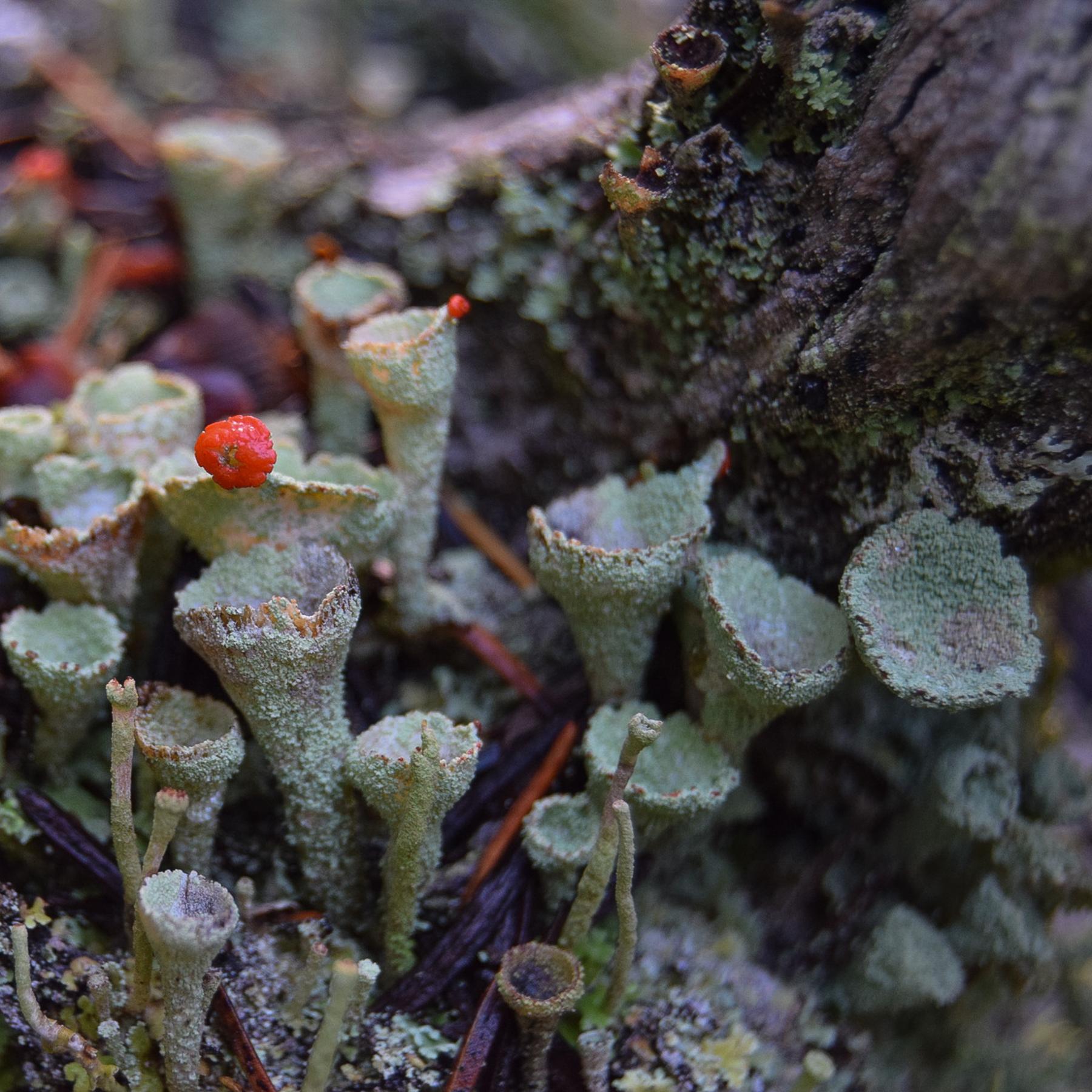 Cladonia pleurota & Similar