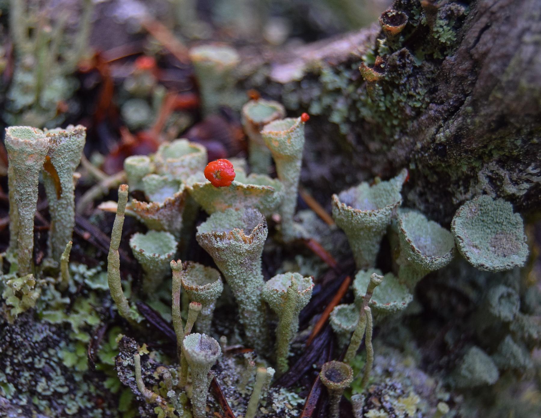 Cladonia pleurota & Similar