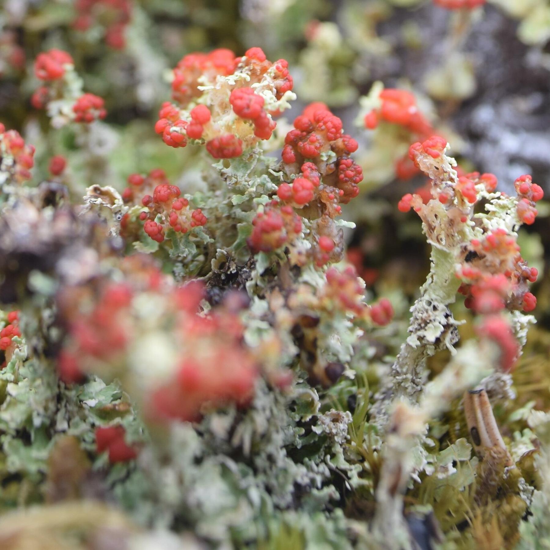 Cladonia pleurota & Similar