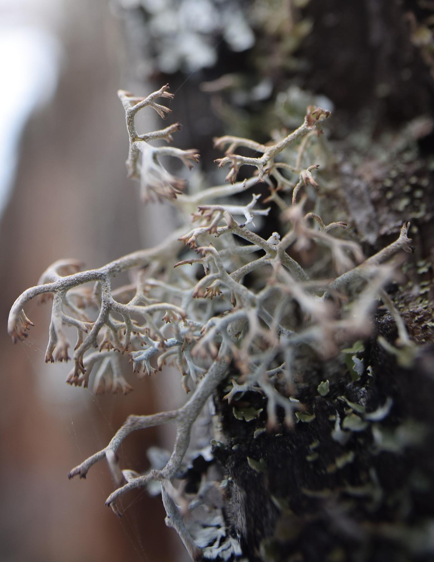 Cladonia rangiferina