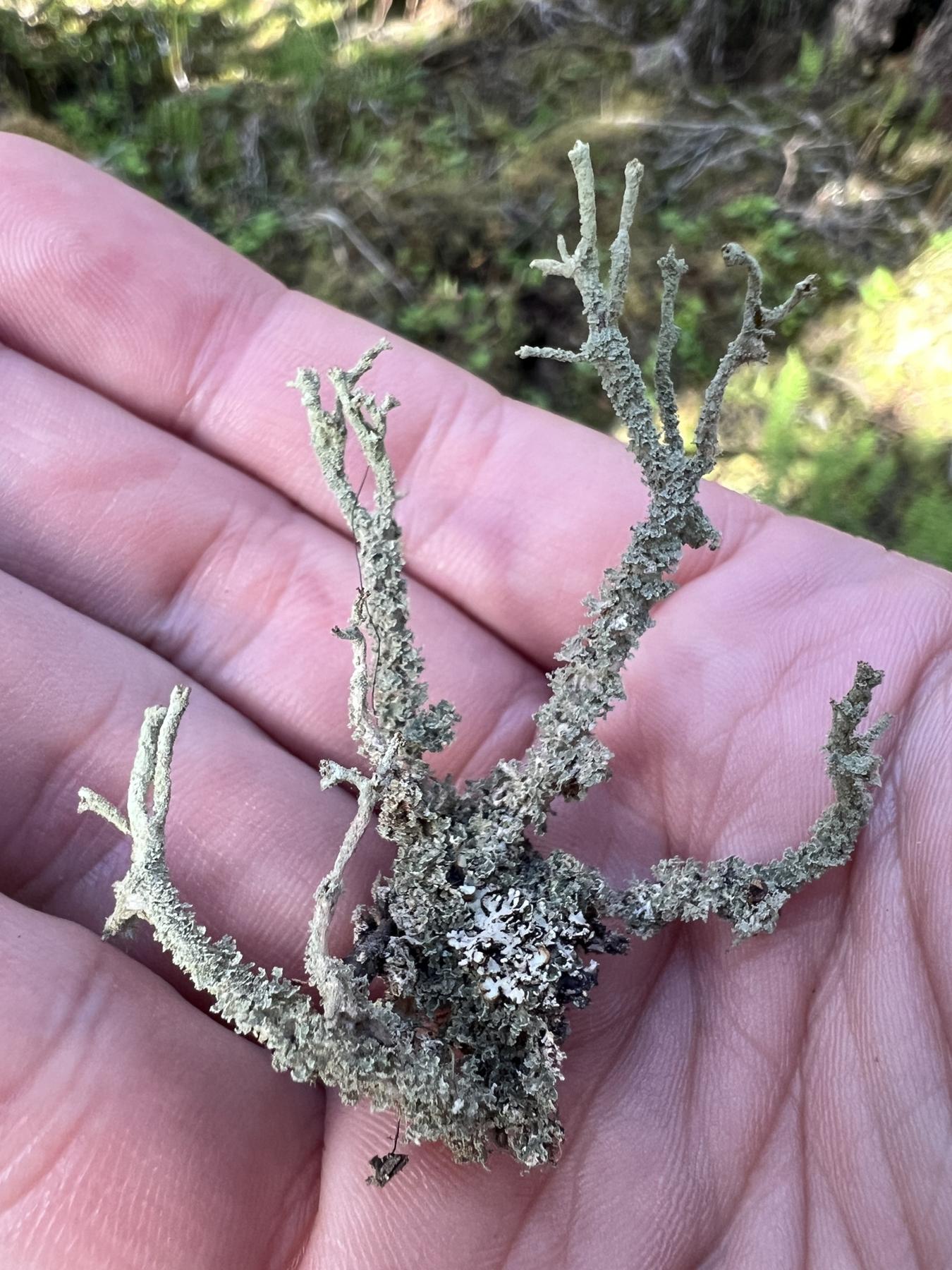 Cladonia scabriuscula