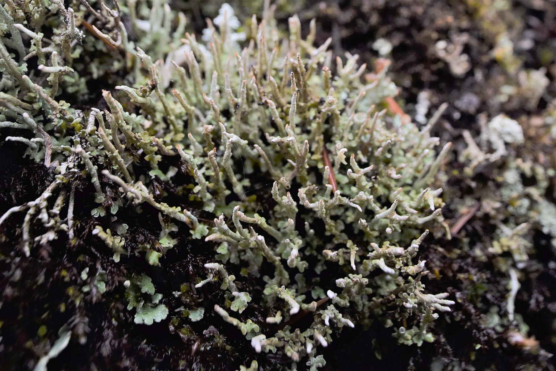 Cladonia singularis